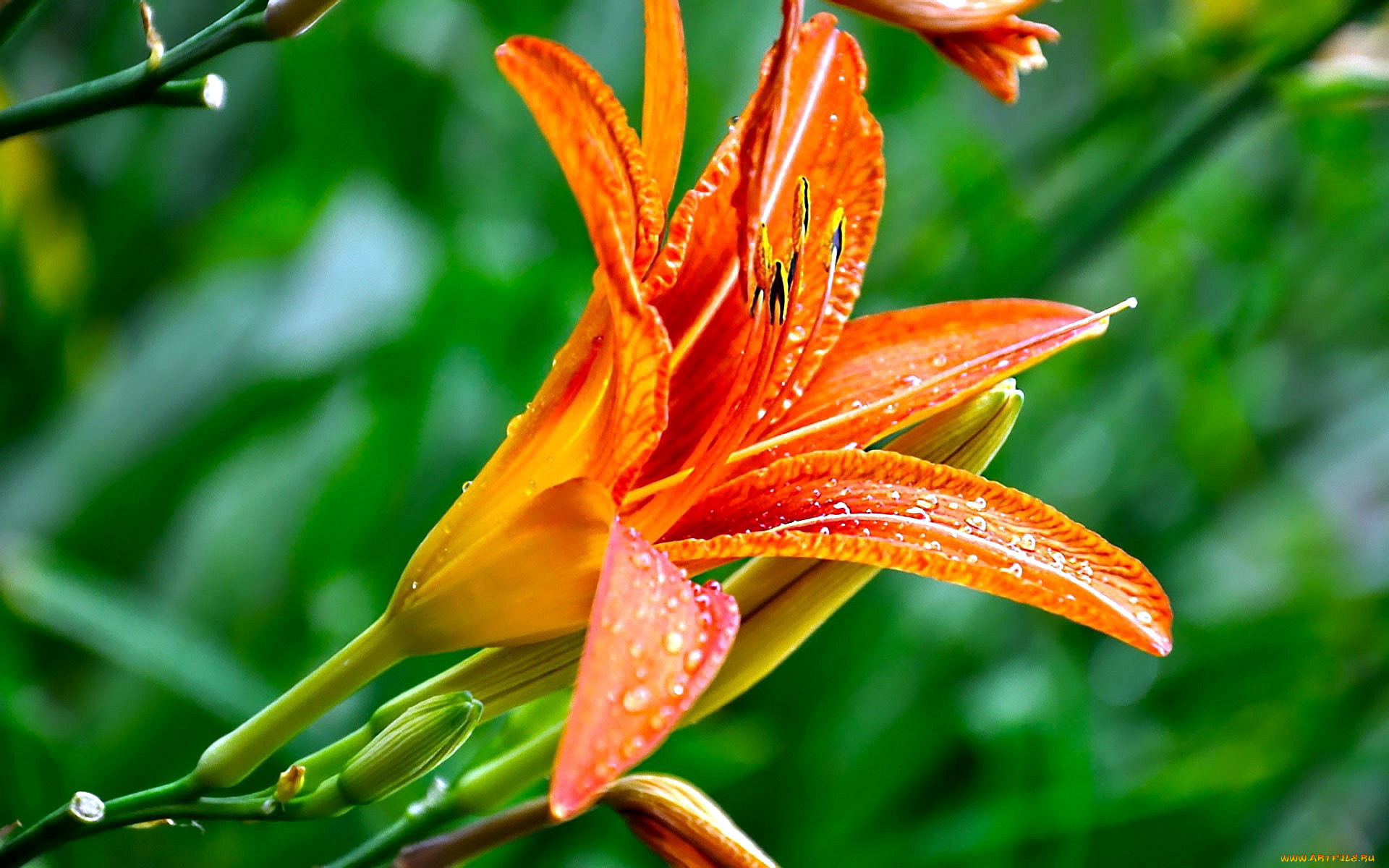 цветы, лилии, , лилейники, макро