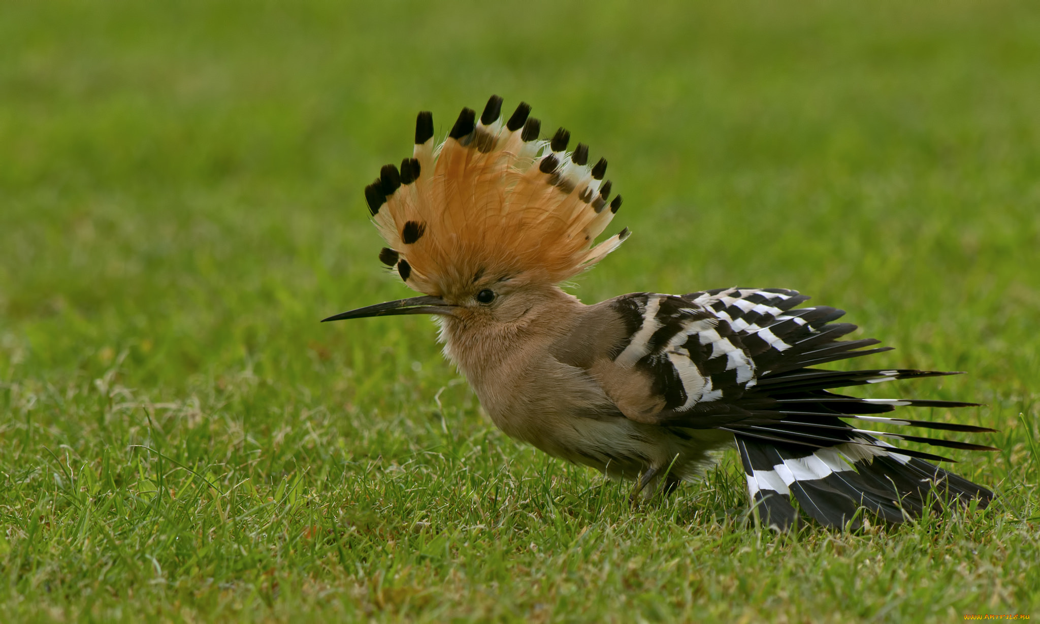 животные, удоды, удод