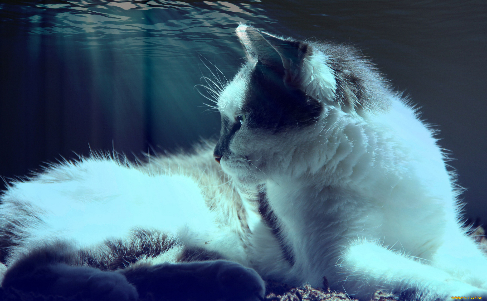 животные, коты, вода, кот, кошка, лежит, свет