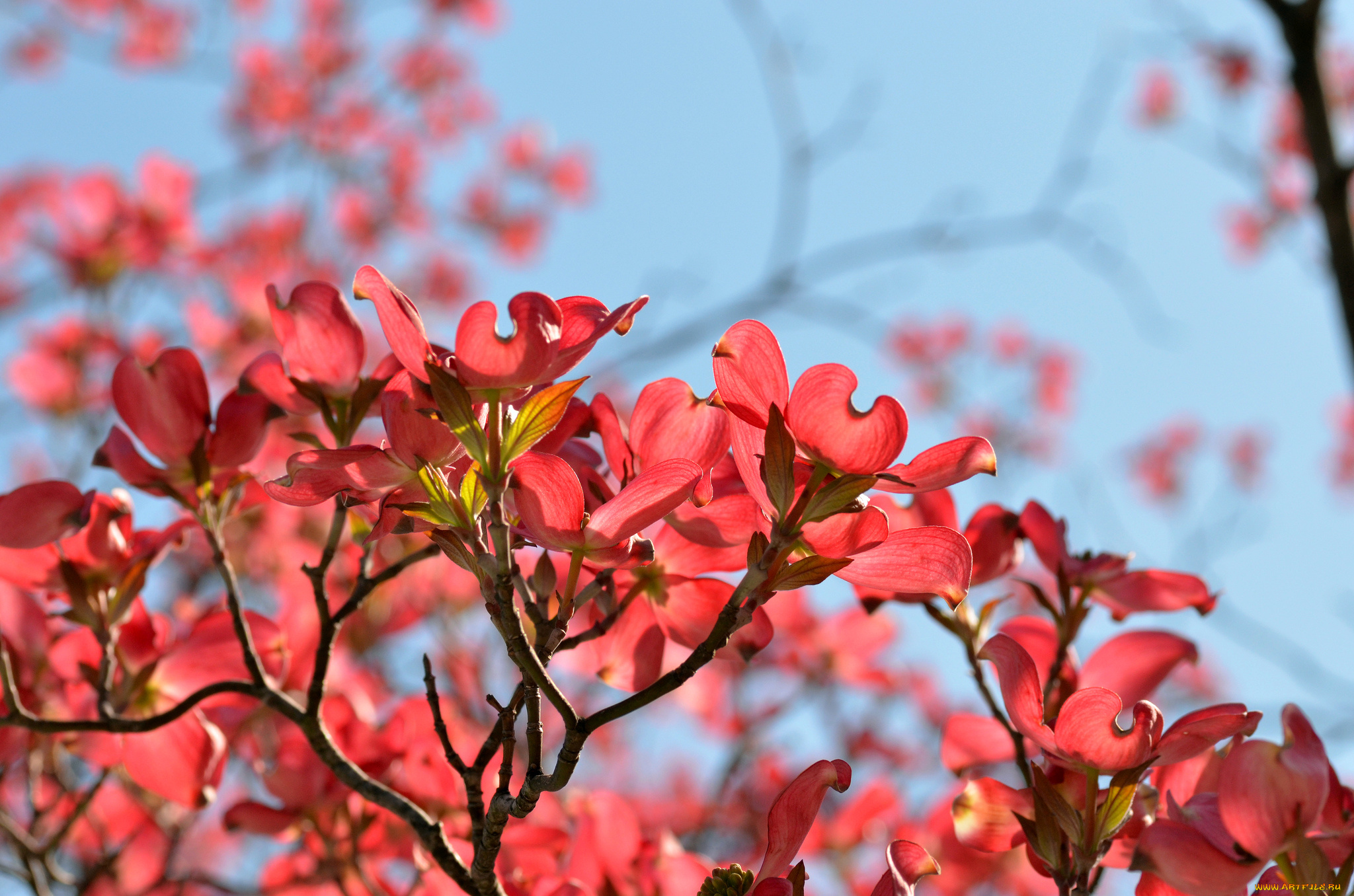 цветы, кизил, весна, магнолия, ветки, небо
