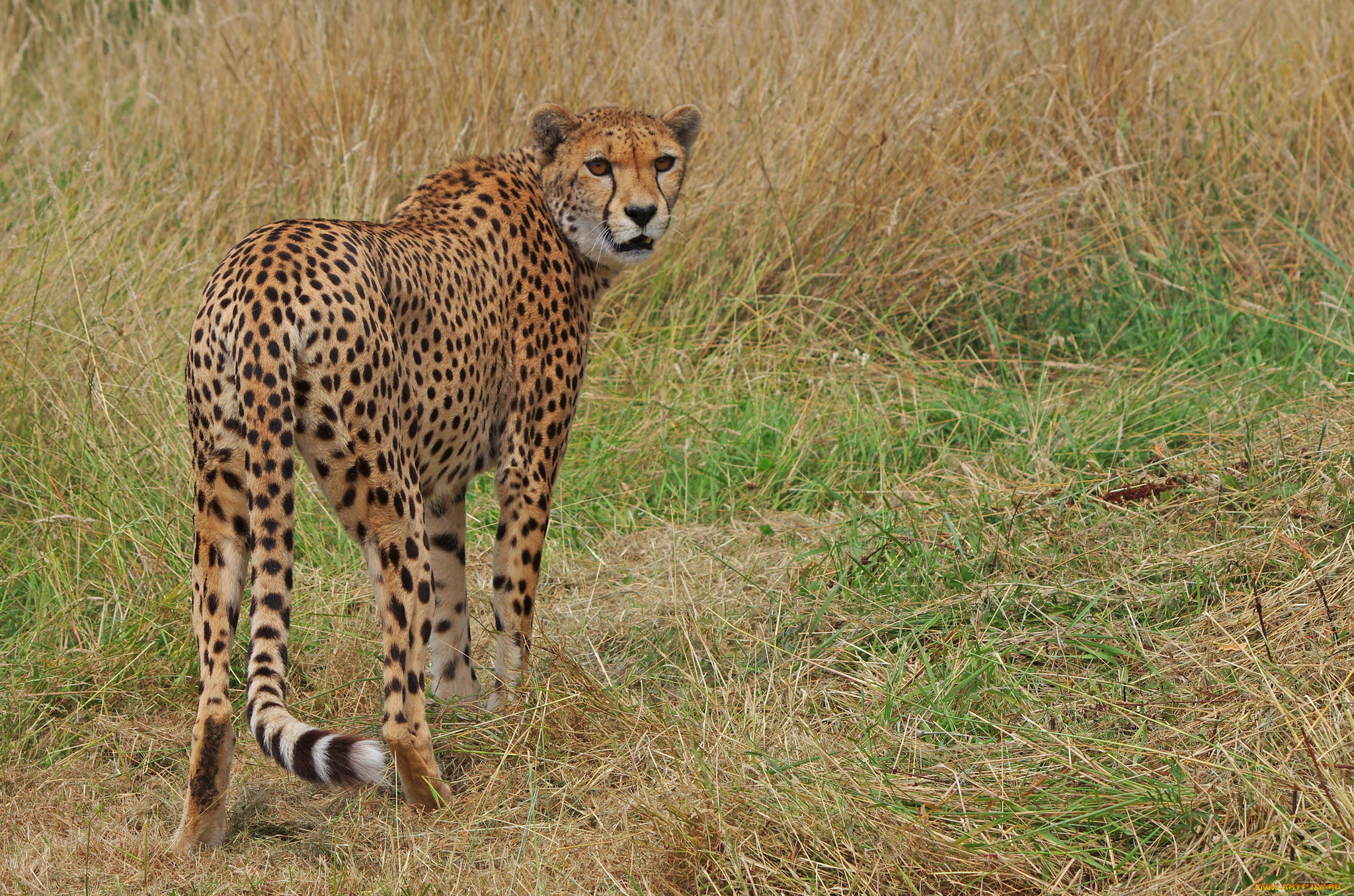 животные, гепарды, гепард