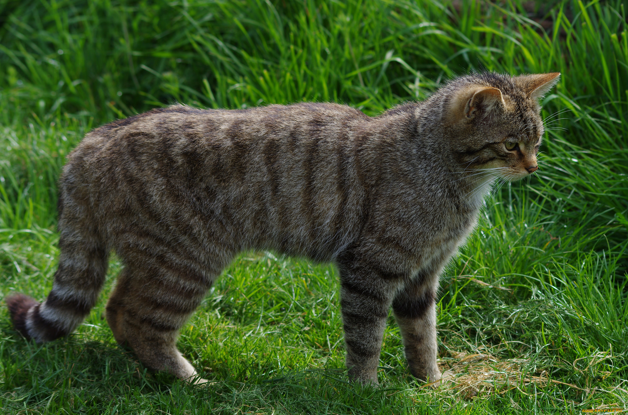 животные, коты, киса