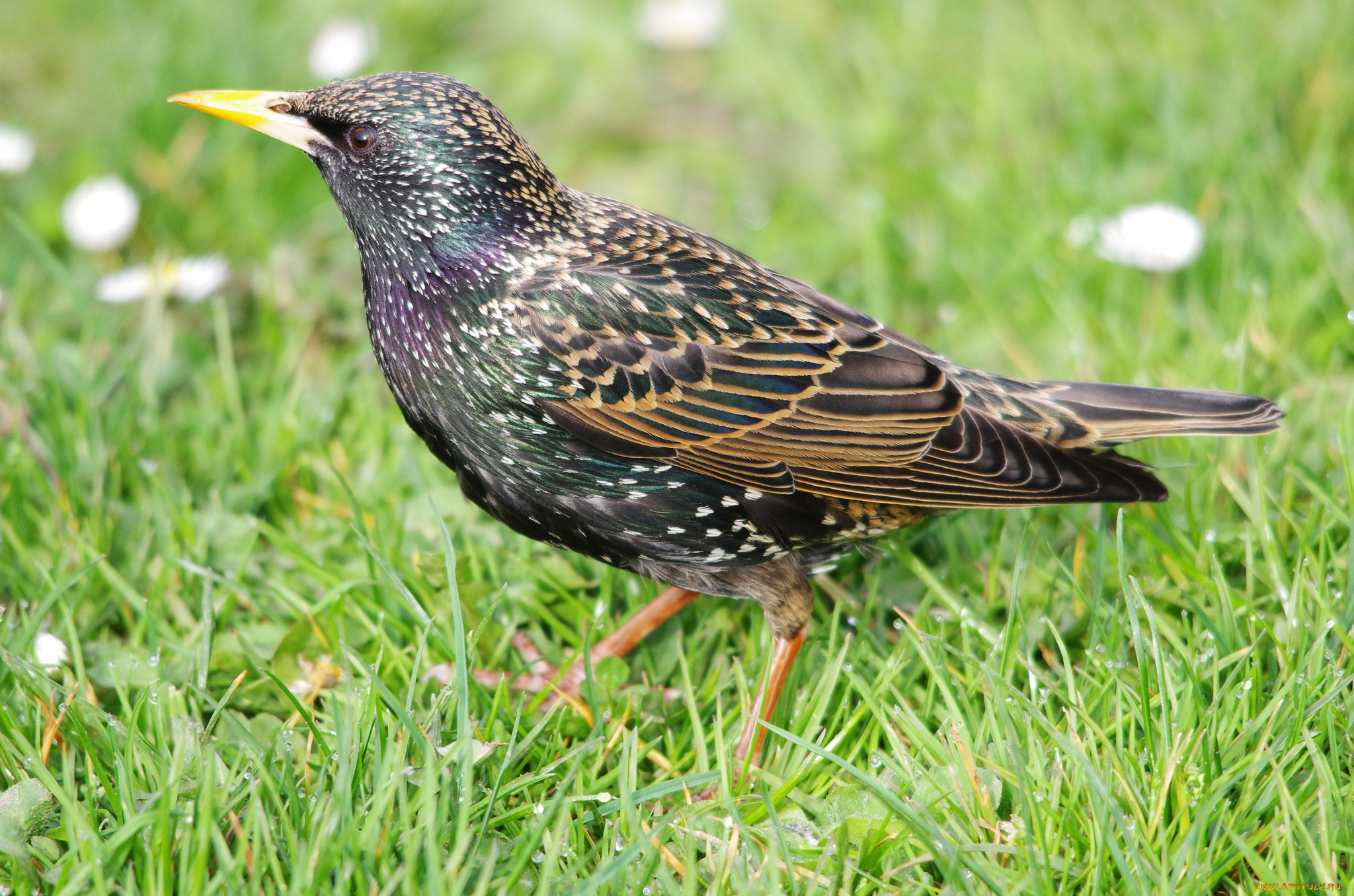 животные, птицы, скворец