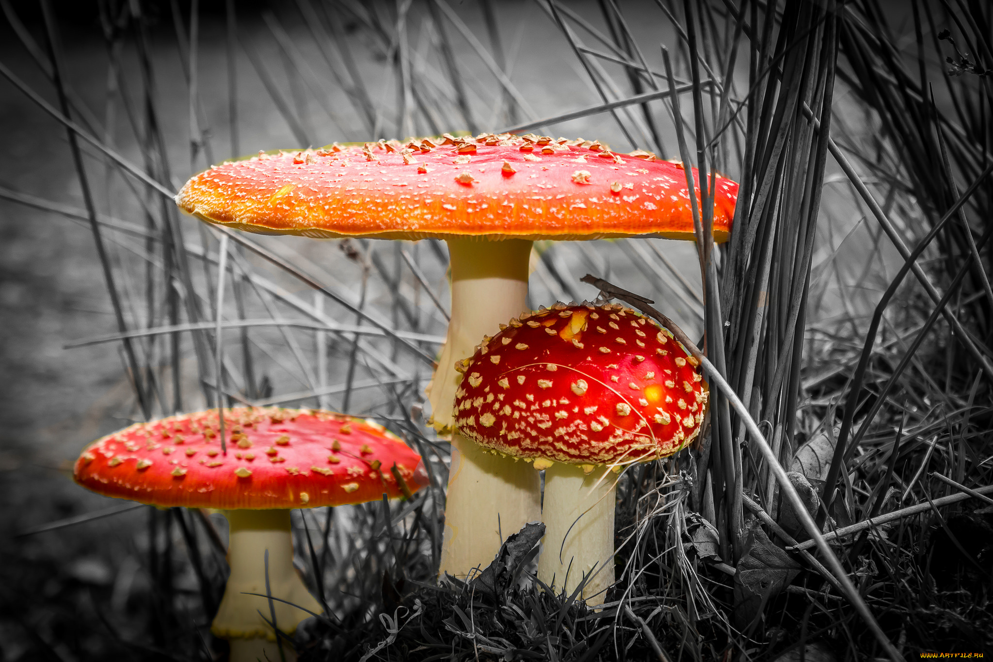 природа, грибы, , мухомор, грибочки