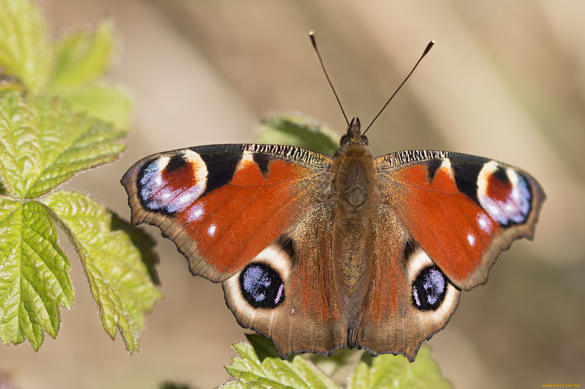 животные, бабочки, , мотыльки, , моли, бабочка