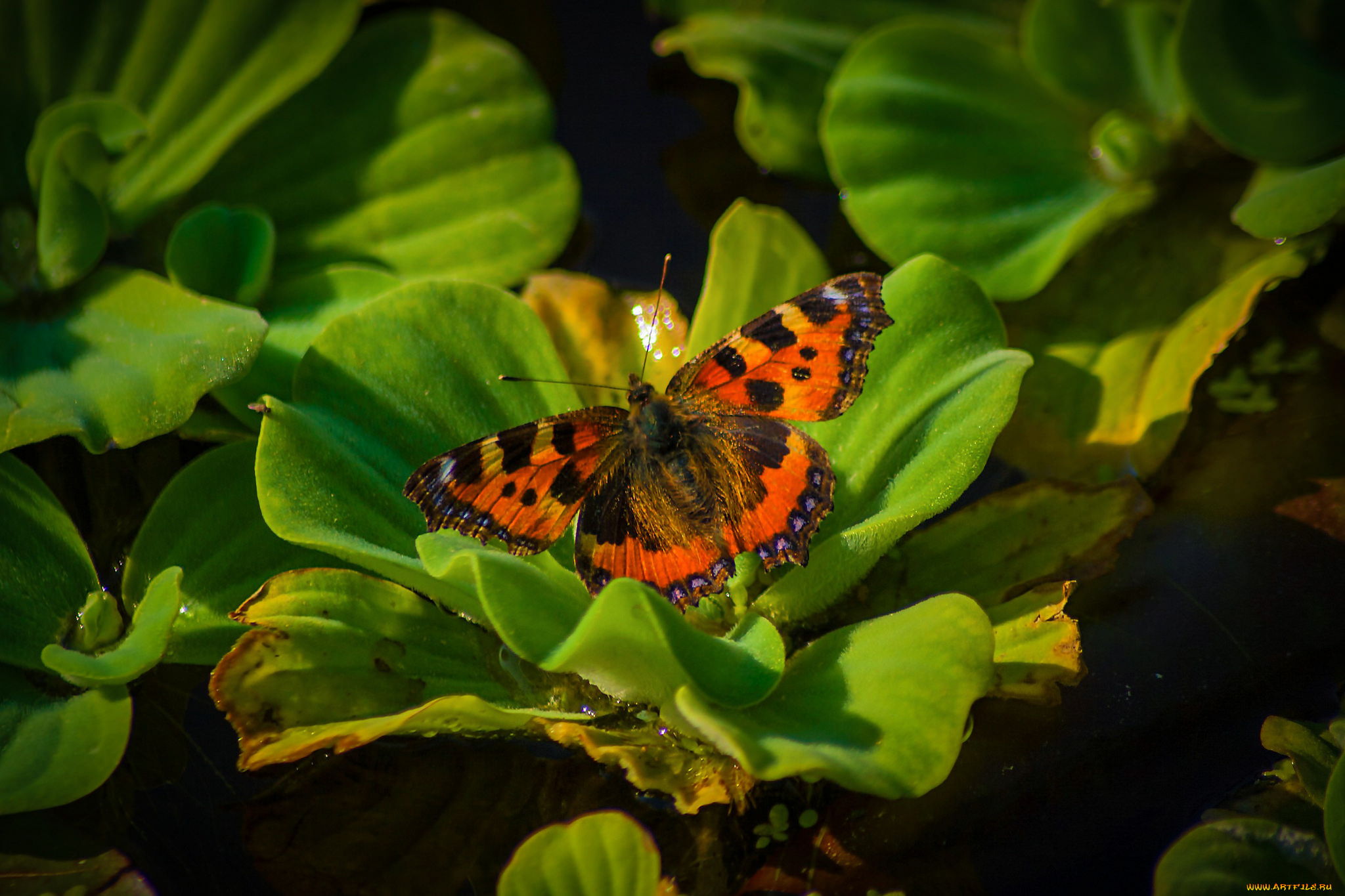 животные, бабочки, , мотыльки, , моли, бабочка