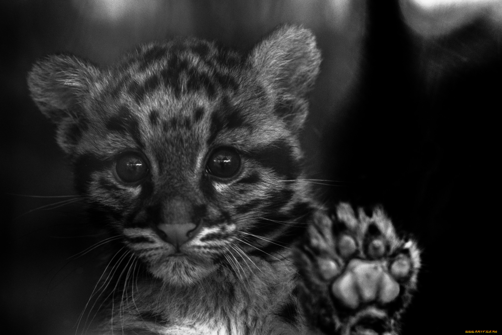 животные, дымчатые, леопарды, дымчатый, леопард, котенок, взгляд, окрас, дикая, кошка