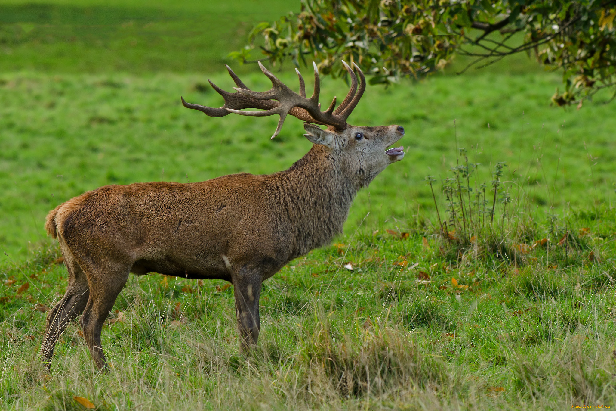 животные, олени, рога, олень