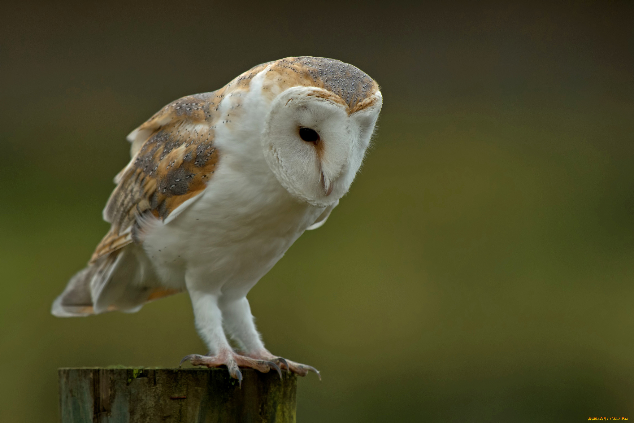 животные, совы, сова, полярная