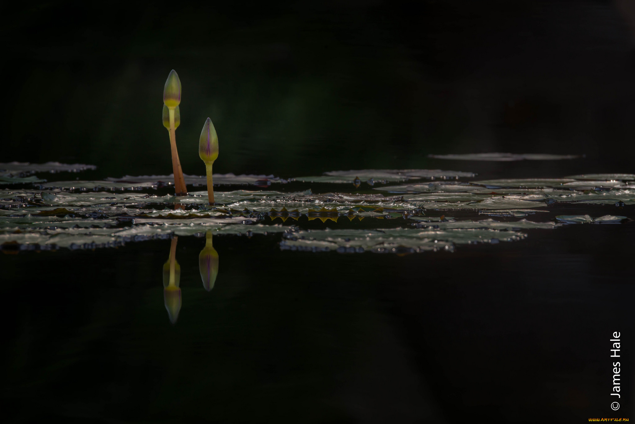 цветы, лилии, водяные, , нимфеи, , кувшинки, бутоны, лилии, листья, вода, озеро, макро