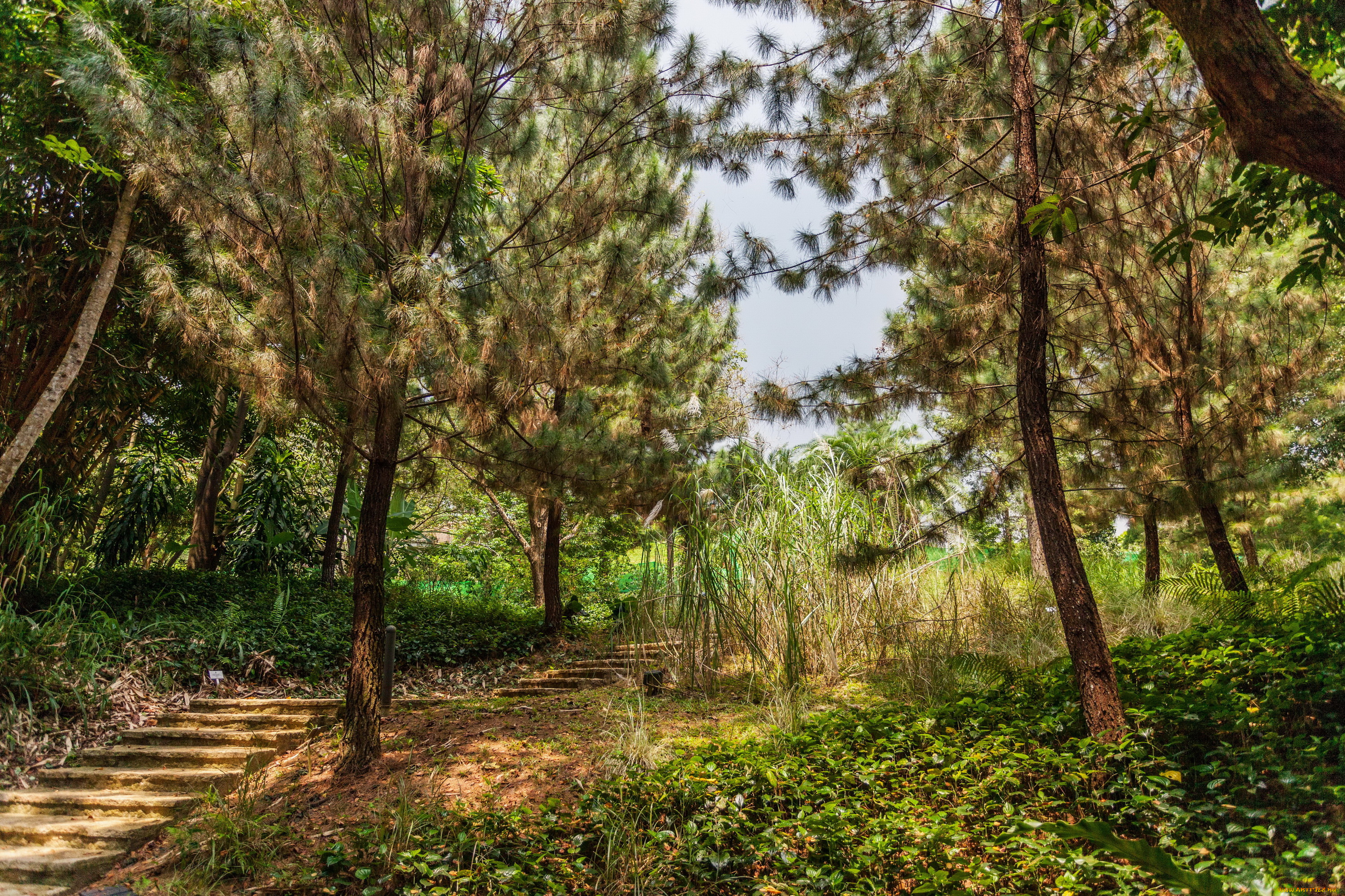 ботанический, сад, сингапур, природа, парк, ступеньки, деревья, сингапур, сад