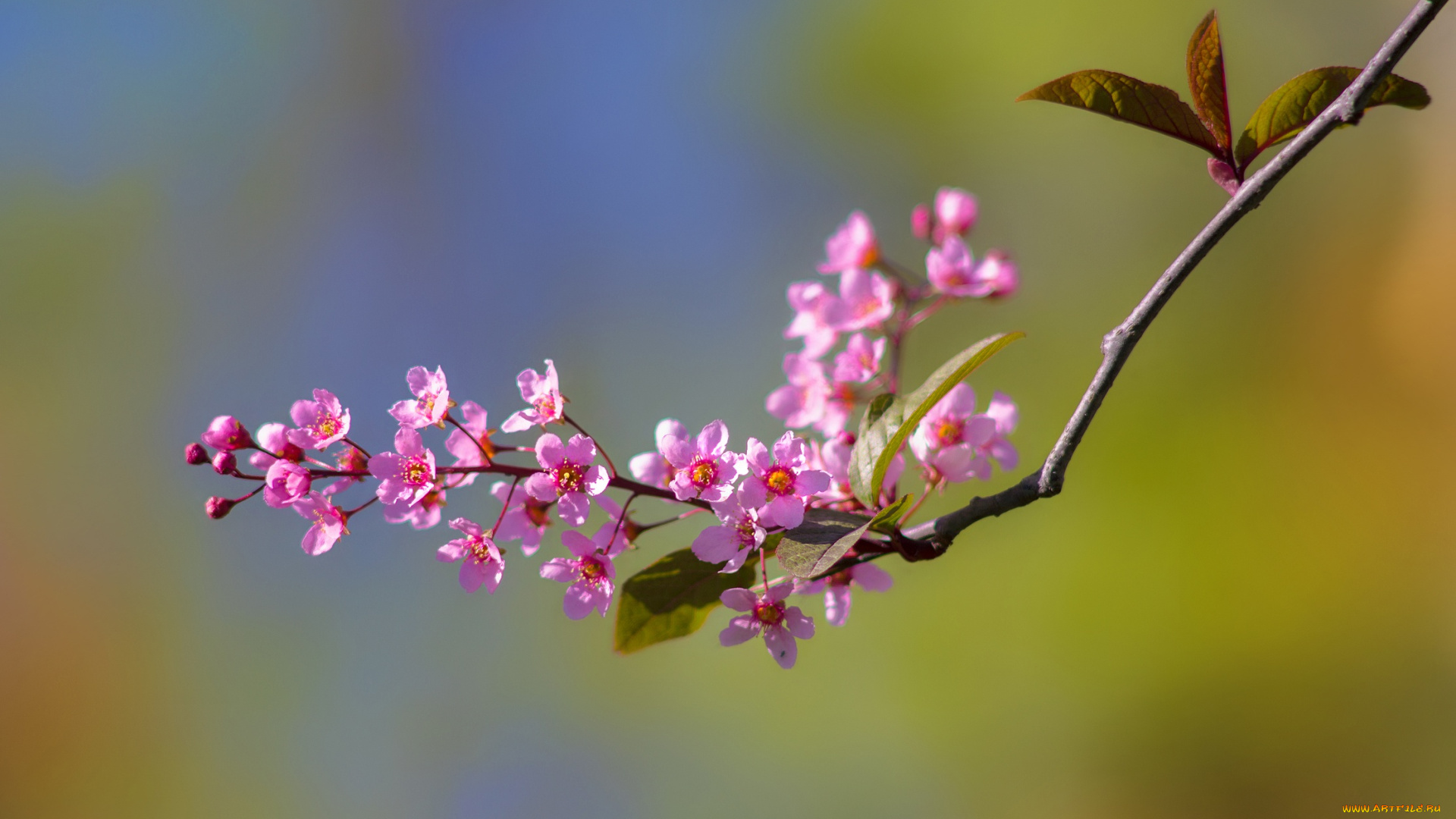 цветы, цветущие, деревья, , , кустарники, цветение, ветка, весна, фон, макро
