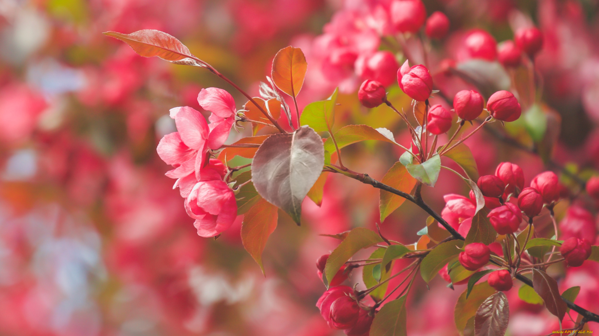 цветы, цветущие, деревья, , , кустарники, ветка, бутончики, цветки, макро, цветение, яблоня