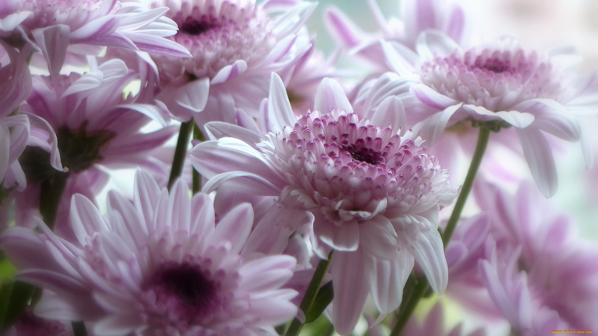 цветы, герберы, лепестки, макро, розовые