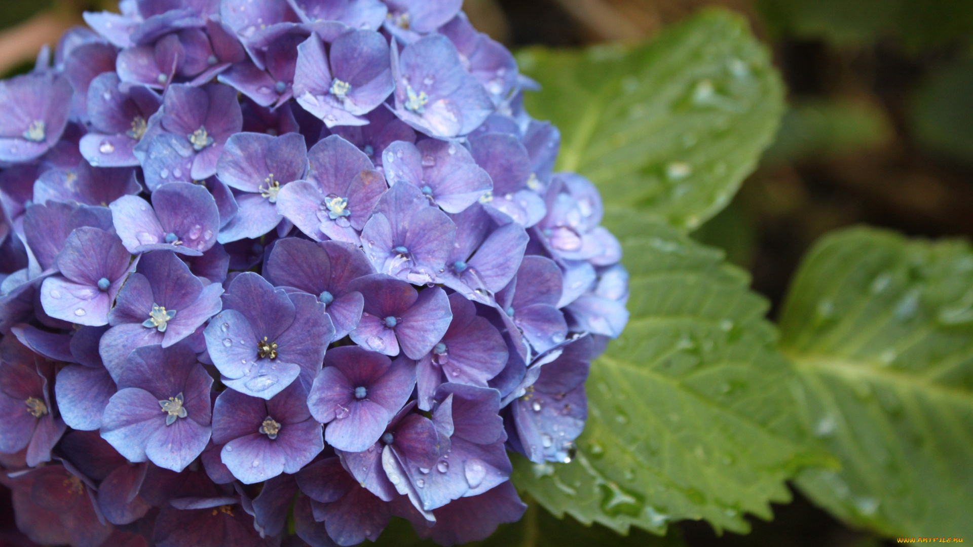 цветы, гортензия, капли