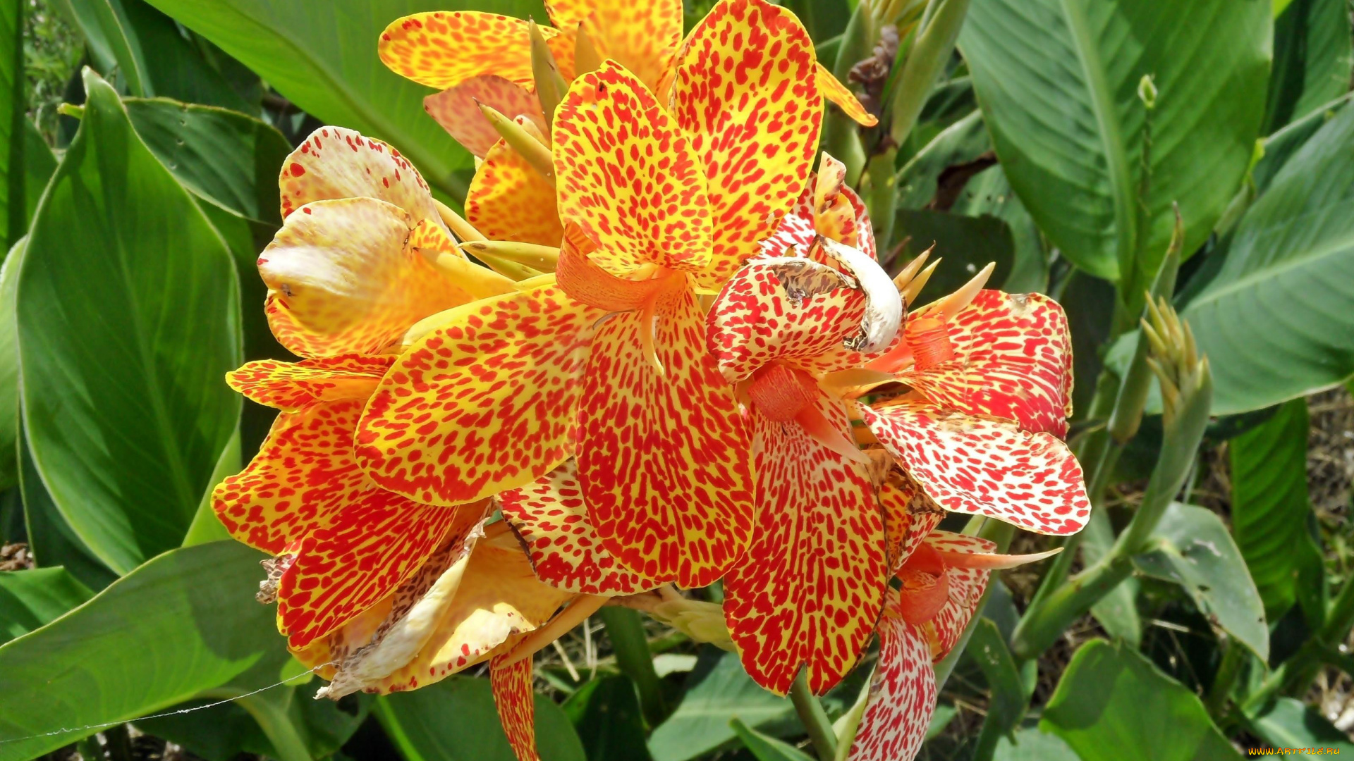 цветы, канна, крапинки
