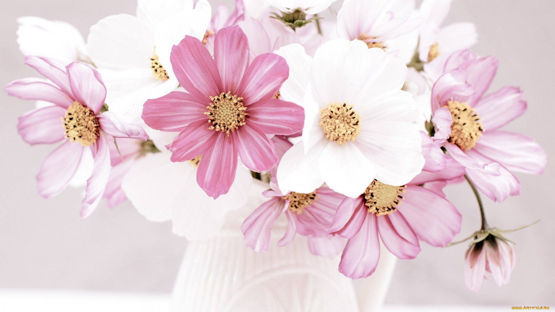 цветы, космея, букетик, кувшин, космос