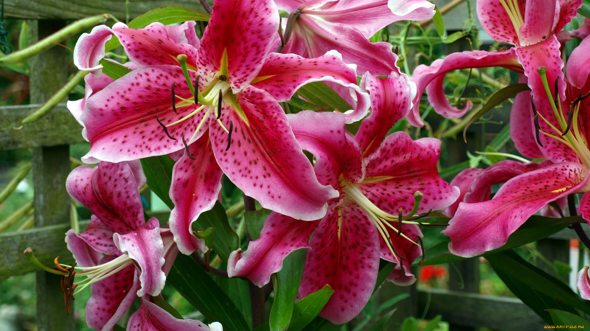 цветы, лилии, , лилейники, крапинки