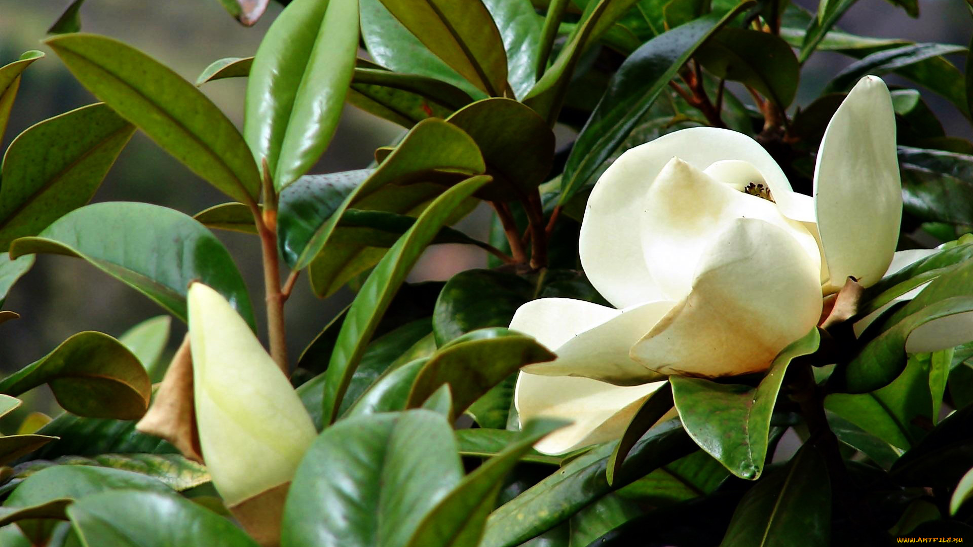 цветы, магнолии, бутоны