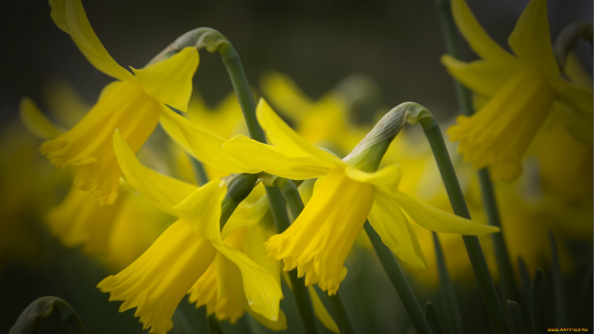 цветы, нарциссы, жёлтые, лепестки