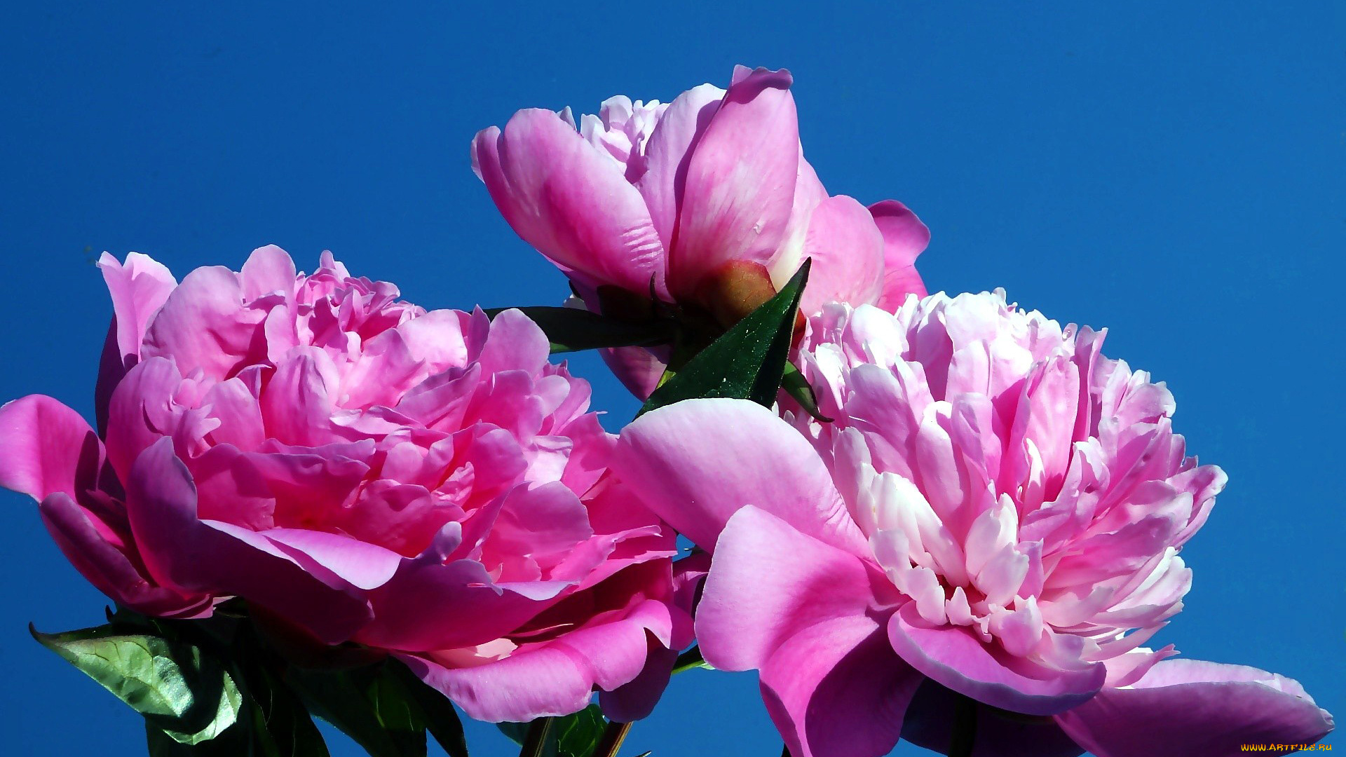 цветы, пионы, розовый