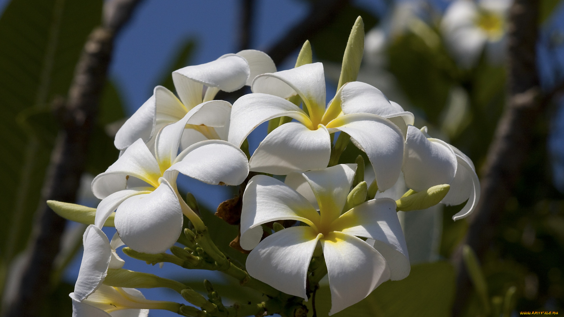 цветы, плюмерия, соцветие, бутончики, макро, лепестки