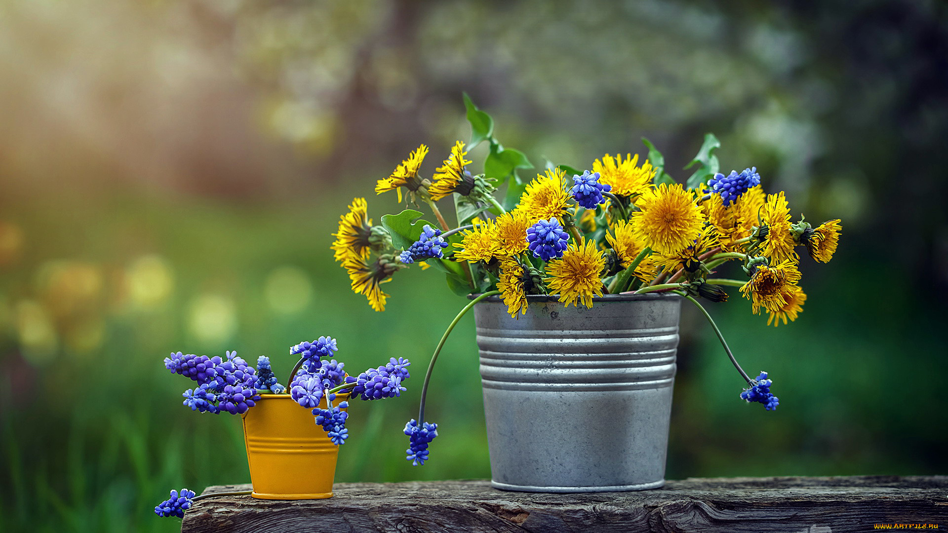 цветы, разные, вместе, одуванчики, мускари