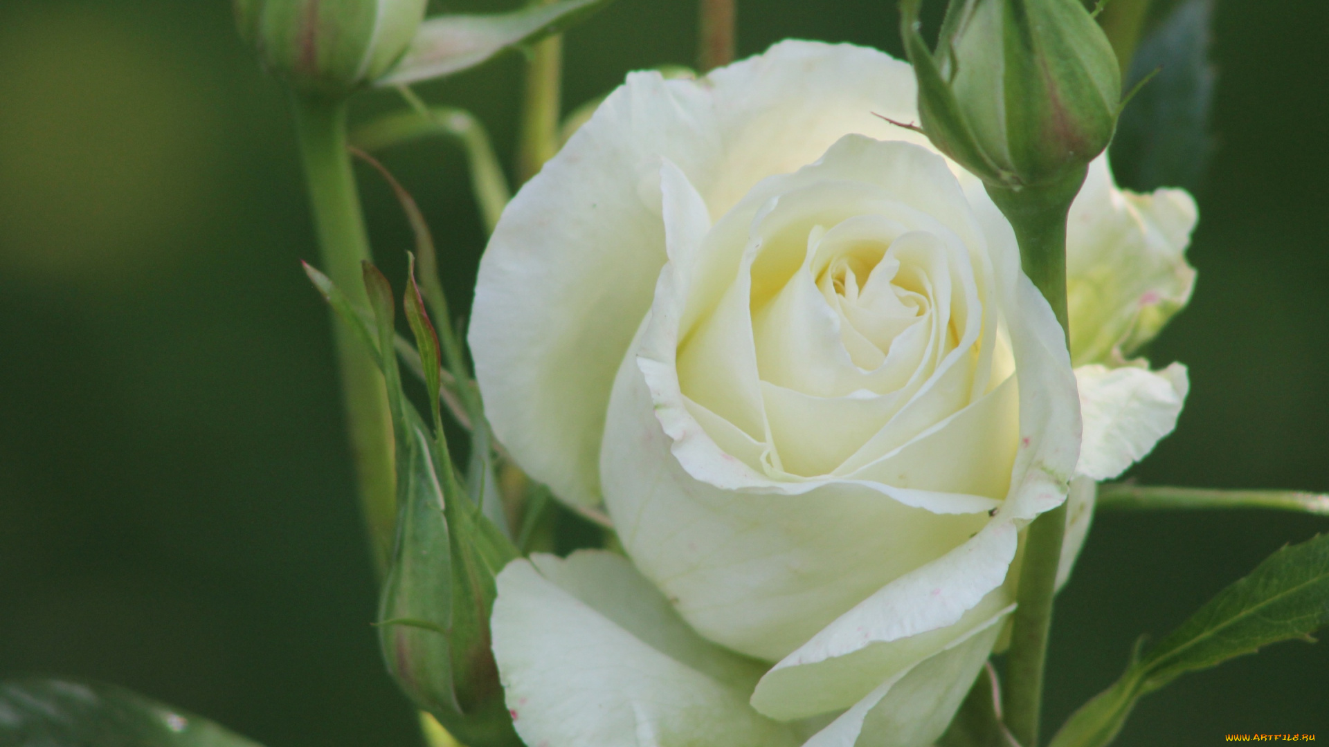 цветы, розы, белая, роза, бутоны, макро