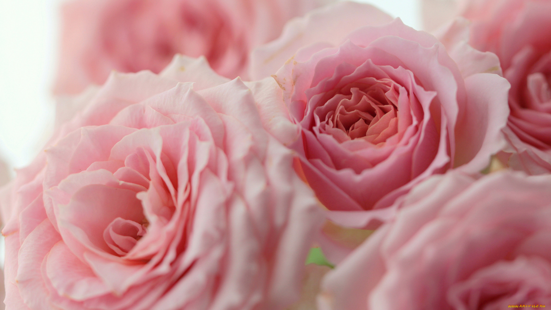 цветы, розы, бутоны, розовые, макро