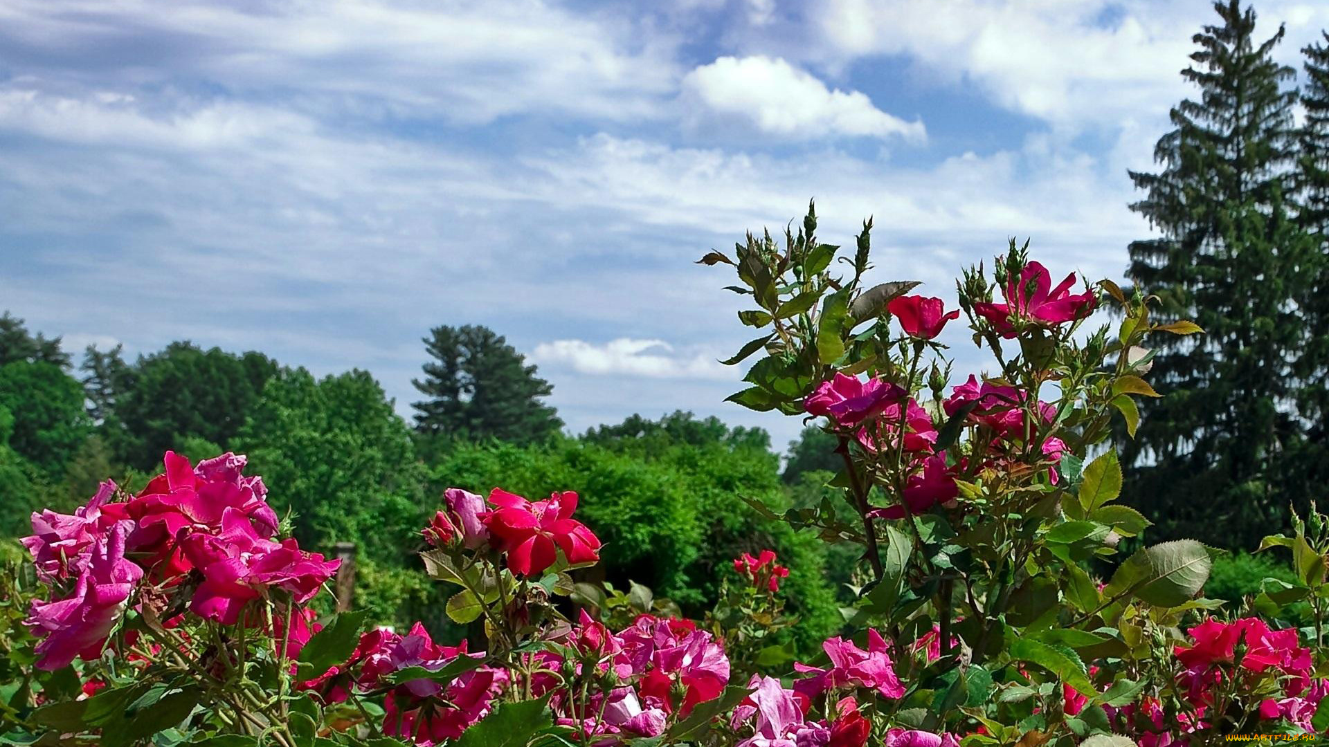 цветы, розы, кусты