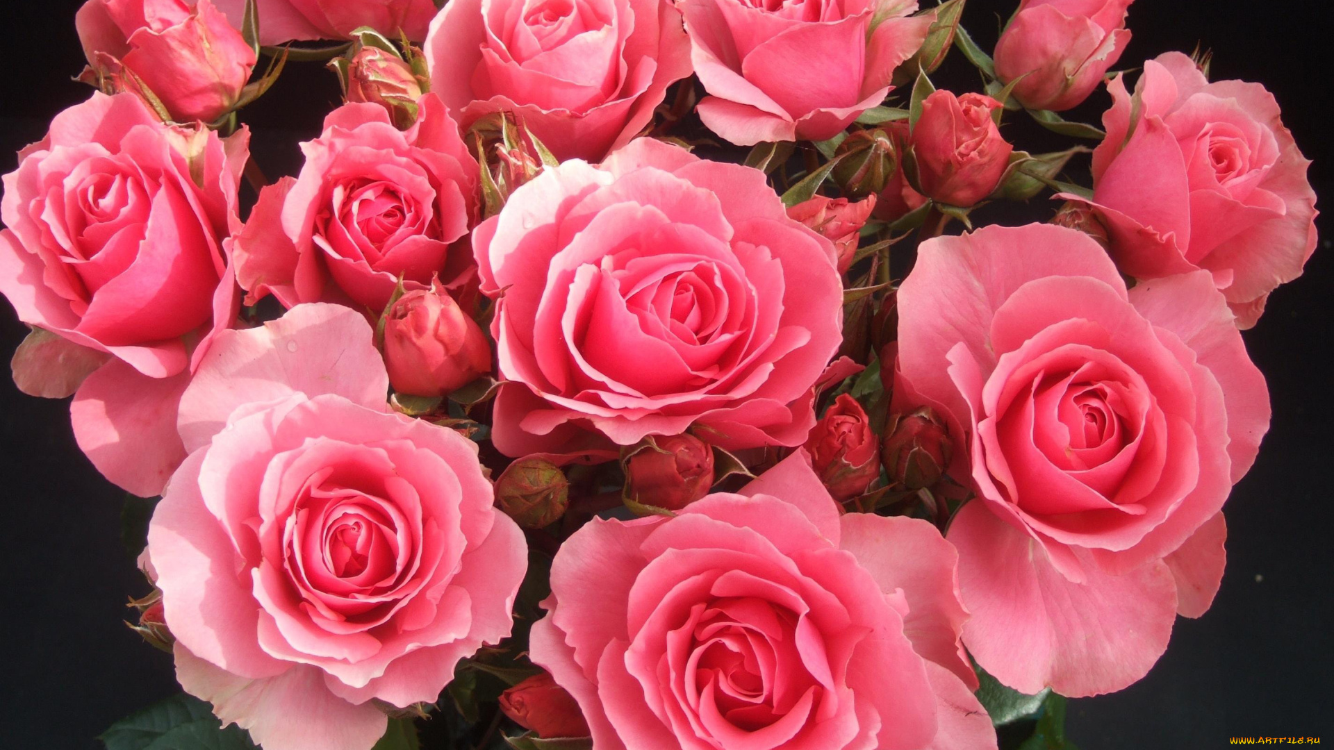 цветы, розы, розовый