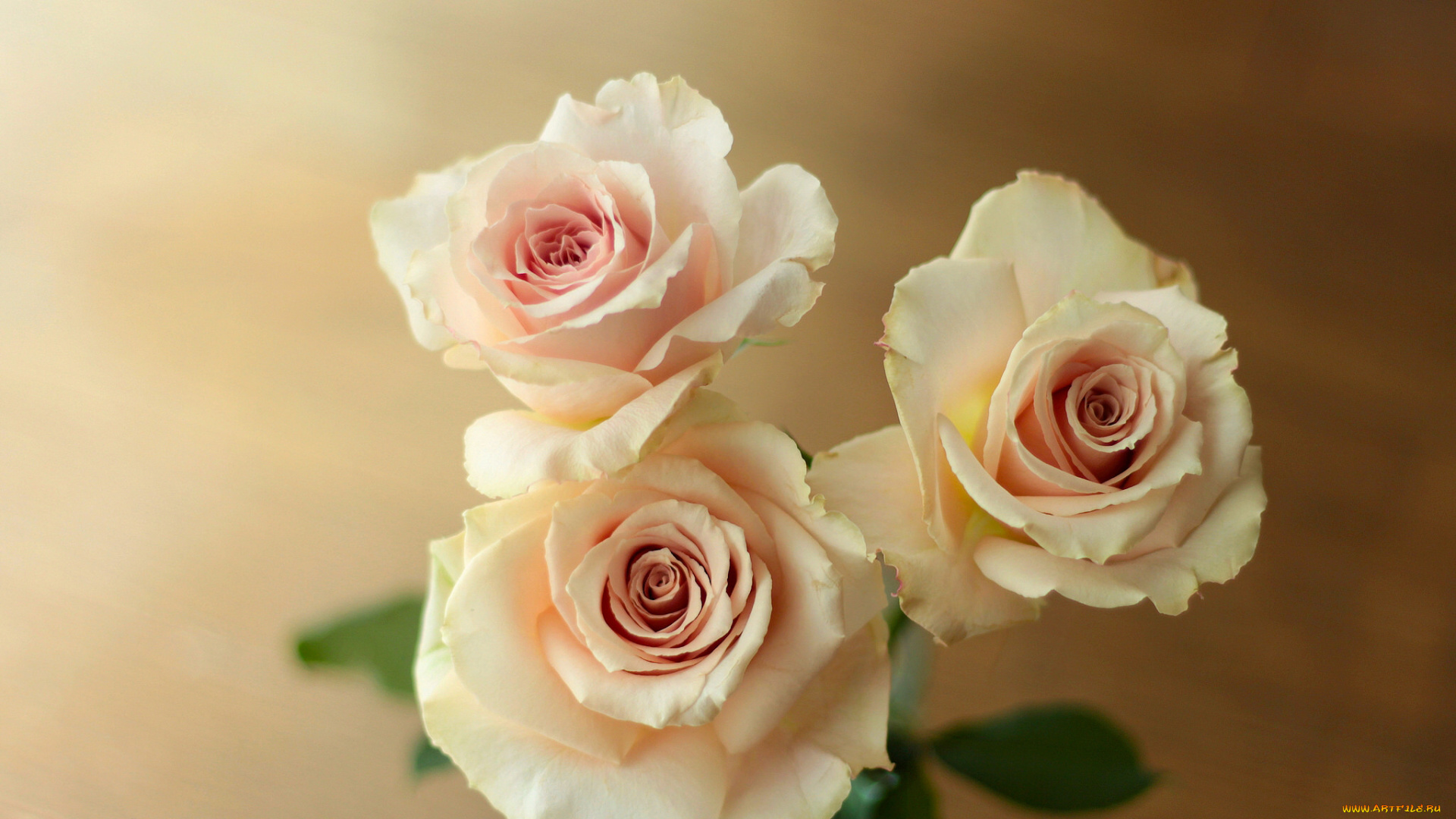 цветы, розы, трио, бутоны