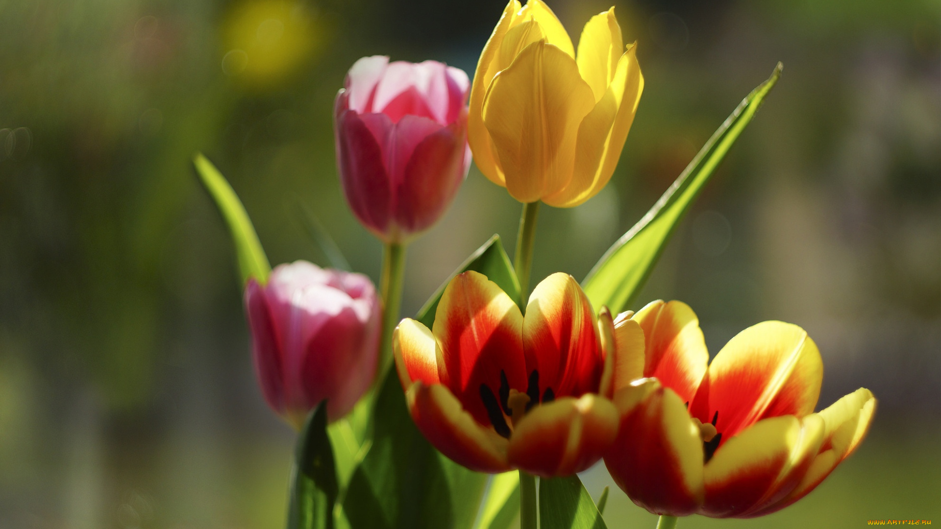 цветы, тюльпаны, боке, бутоны, лепестки