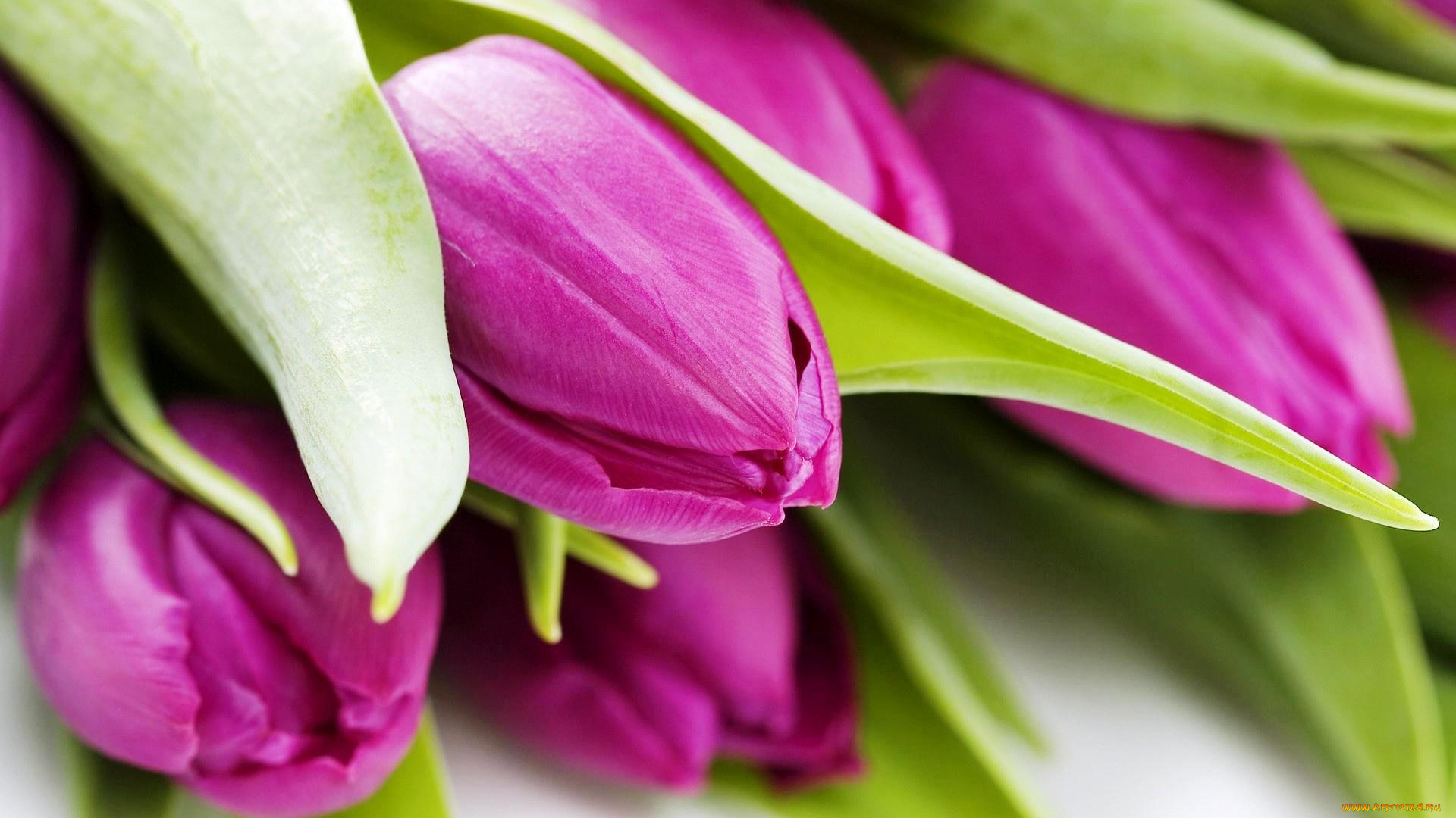 цветы, тюльпаны, букет