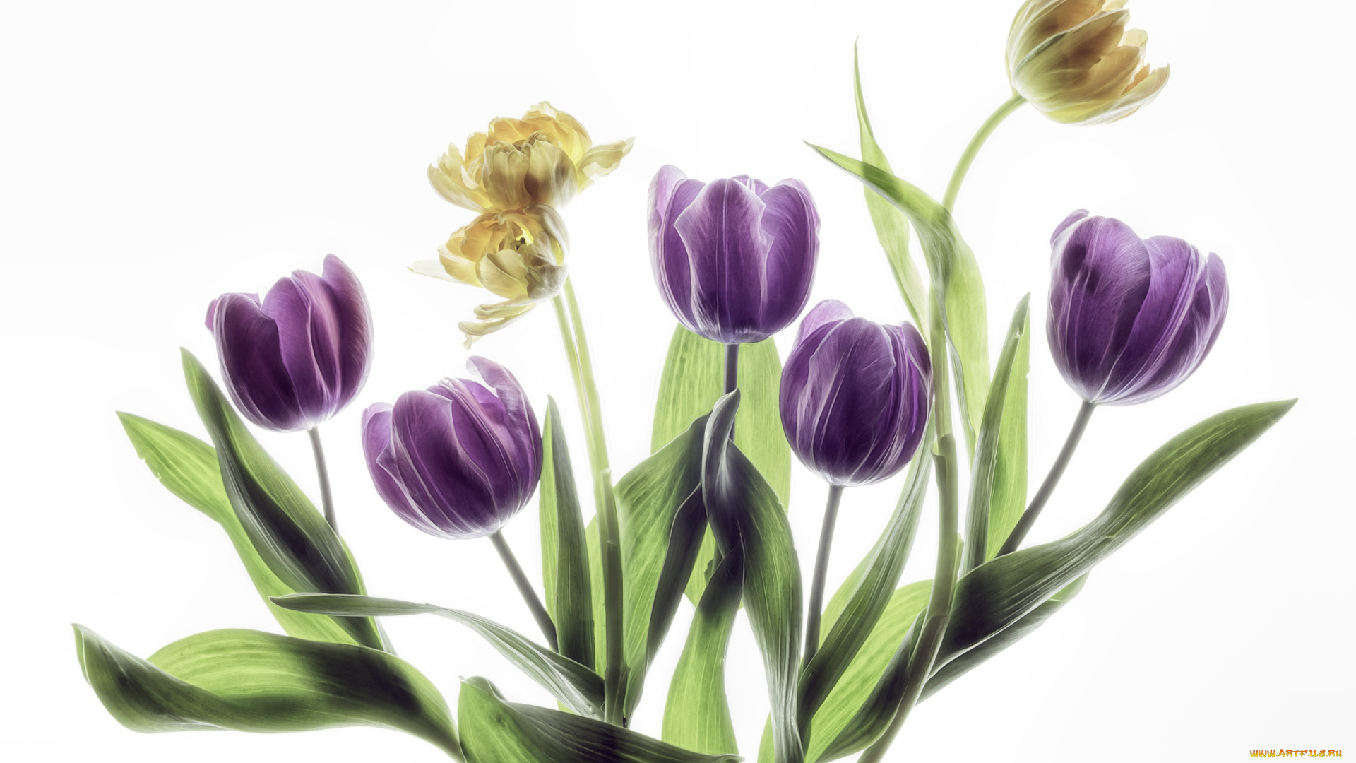 цветы, тюльпаны, бутоны, белый, фон, листья