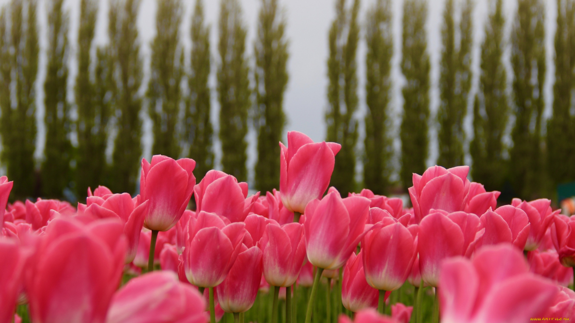 цветы, тюльпаны, небо