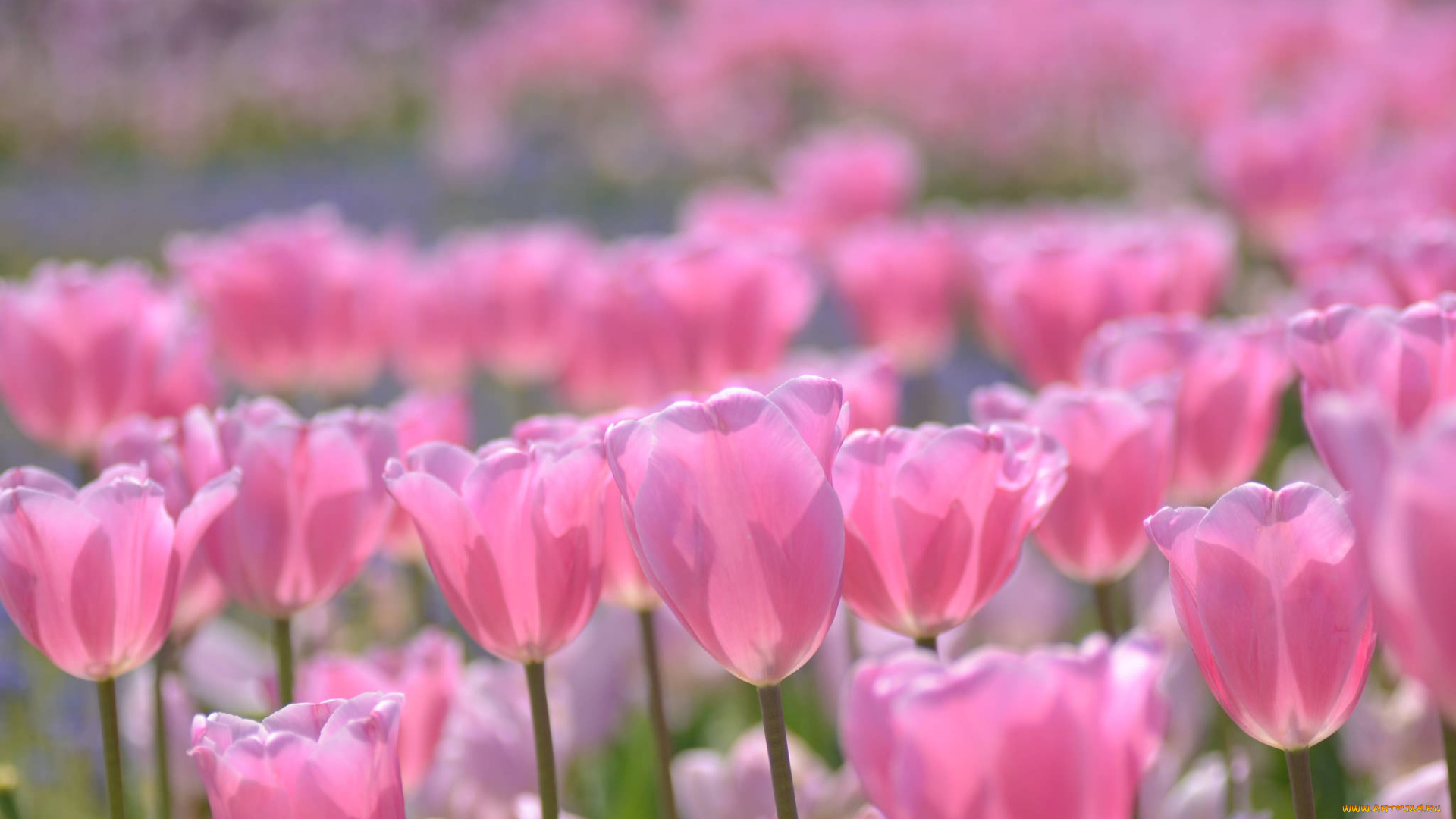 цветы, тюльпаны, розовые, боке, бутоны