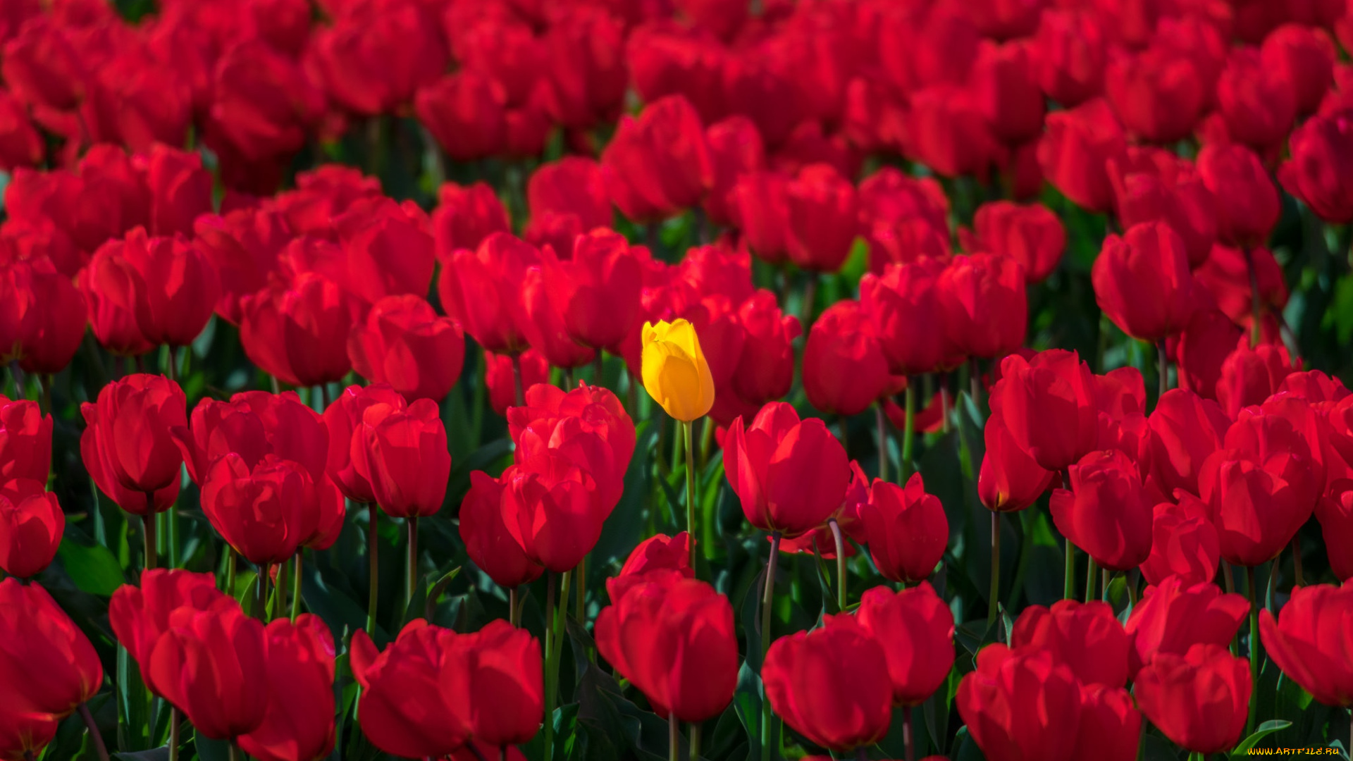 цветы, тюльпаны, жёлтый, тюльпан, красные, много