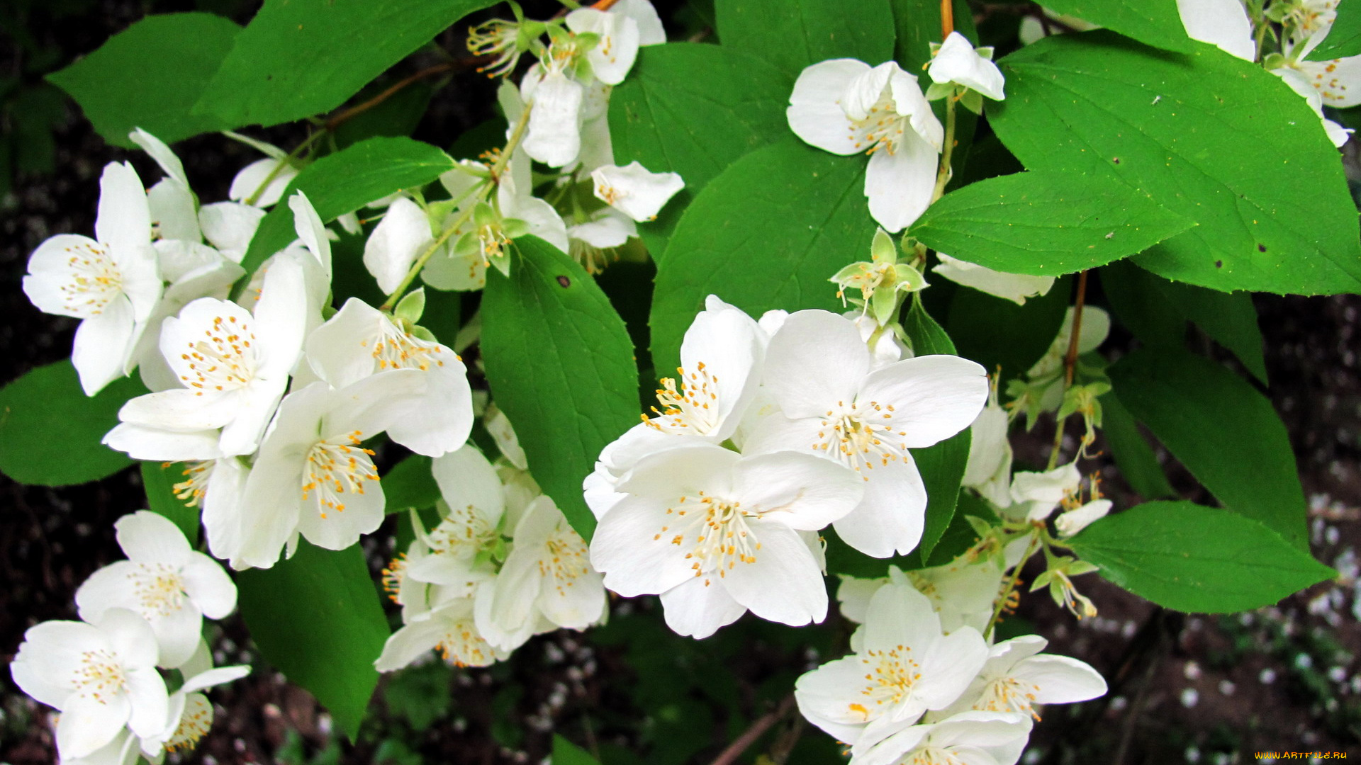 цветы, жасмин, белый