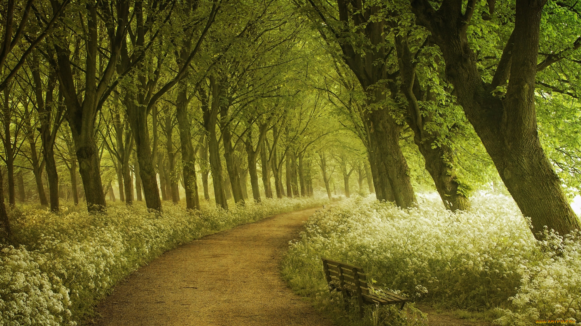 природа, дороги, лето, фотограф, лес, лавка, дорожка, lars, van, de, goor, тропинка, амстердам, весна, свет, деревья