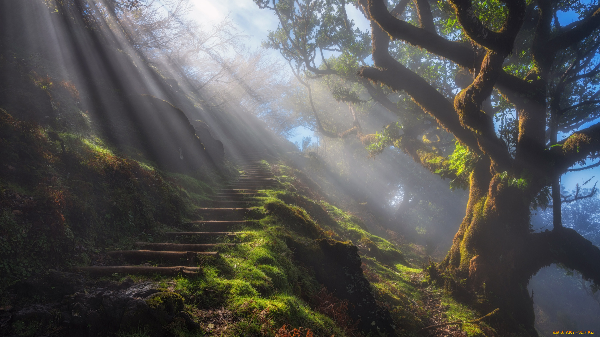 природа, дороги, утро, тропа, дерево, лучи, свет, дымка, туман, ступени
