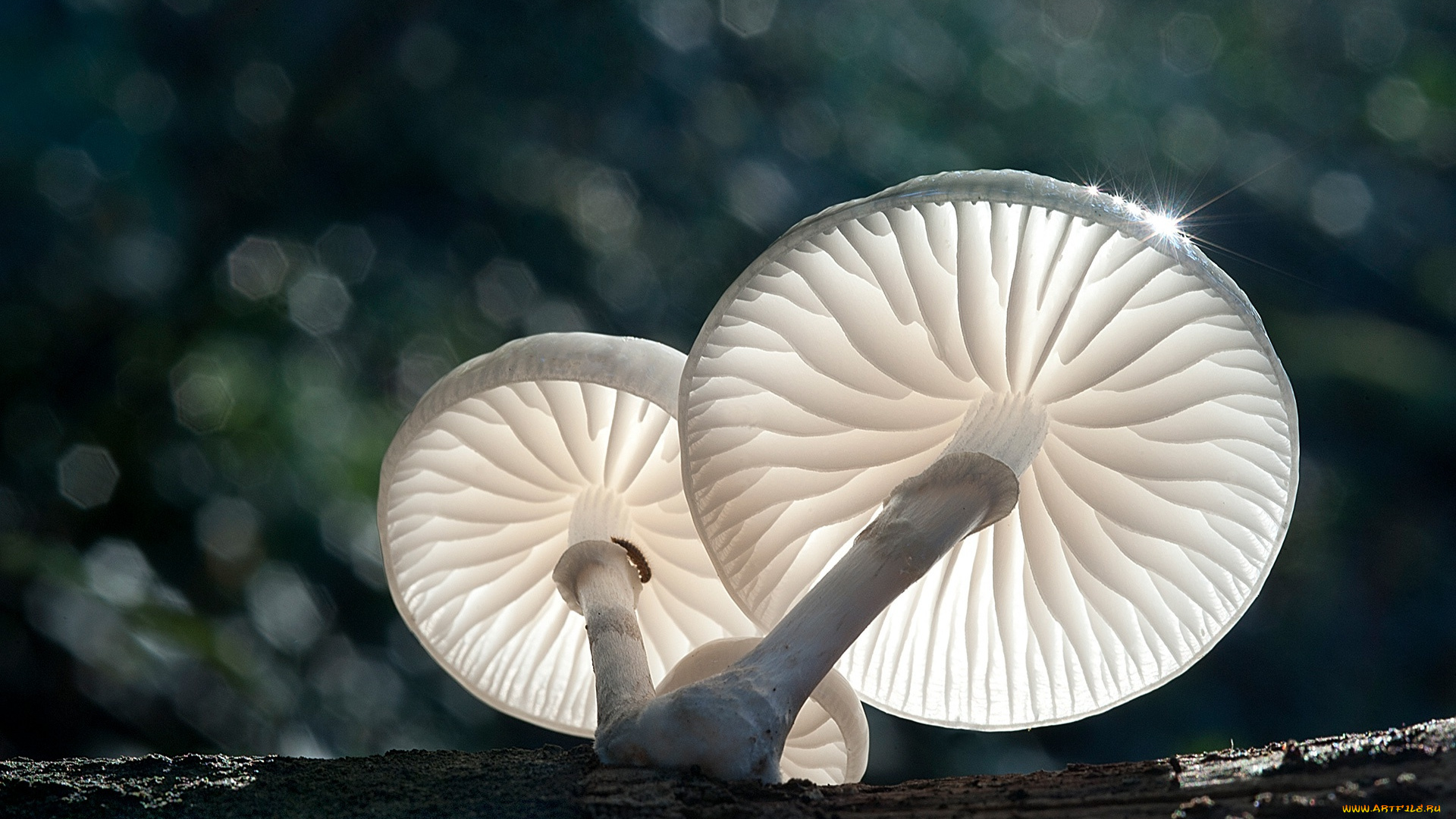 природа, грибы, макро, боке, свет