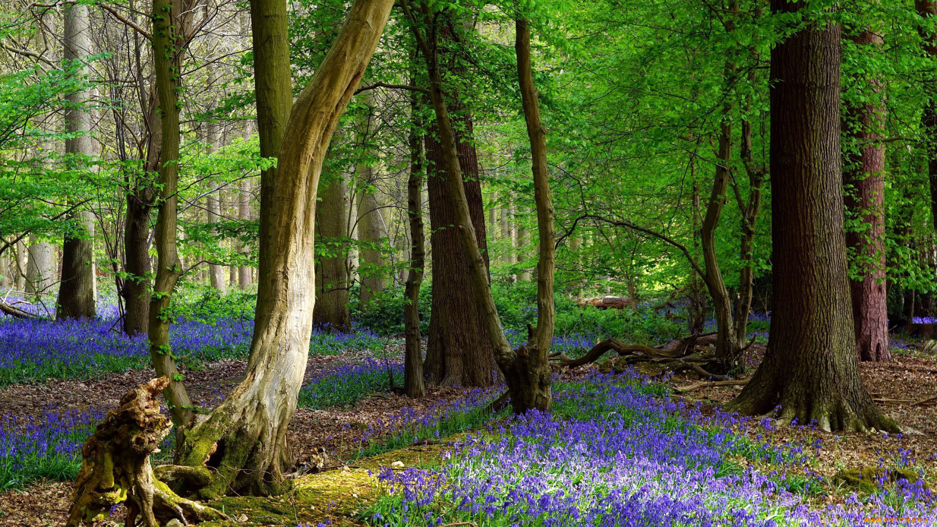 природа, лес, деревья, цветы