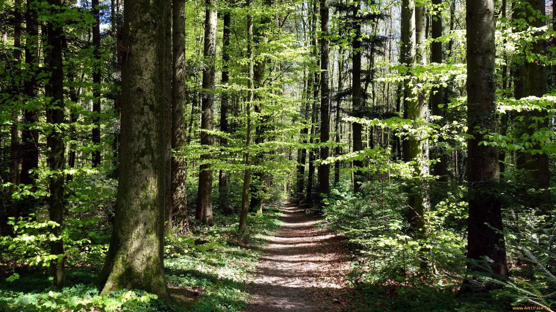 природа, лес, тропинка, трава, деревья