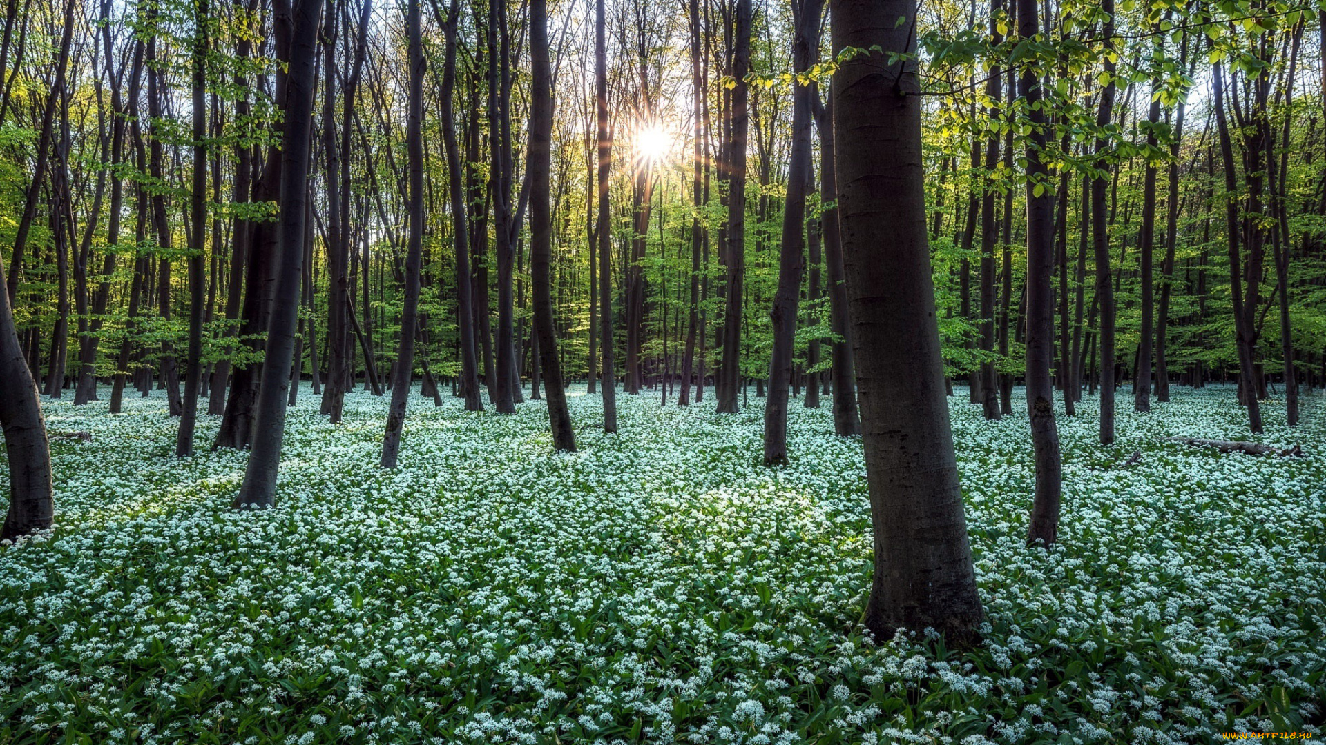 природа, лес, весна