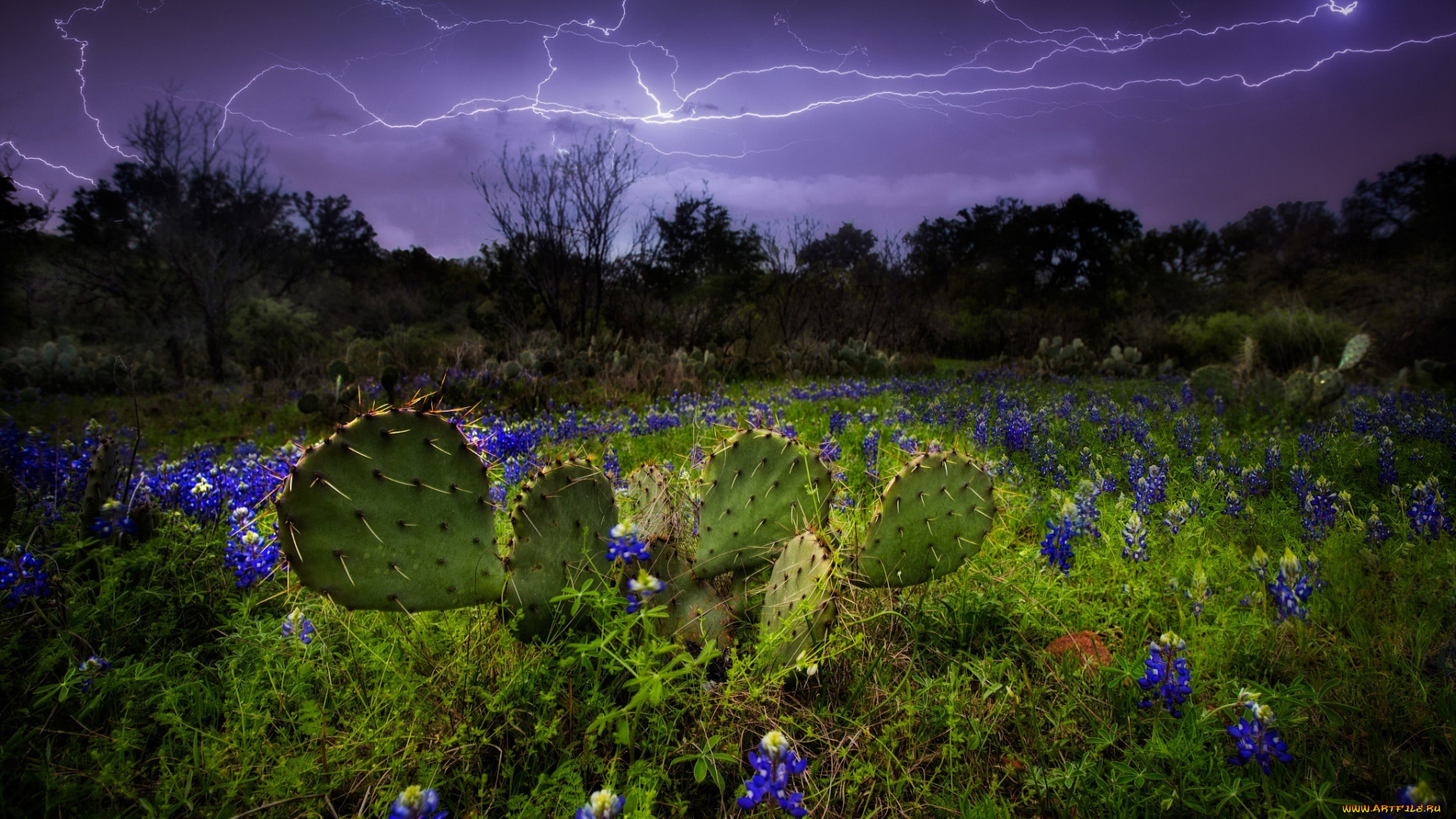 природа, молния, , гроза, молнии, небо, кактусы, люпины