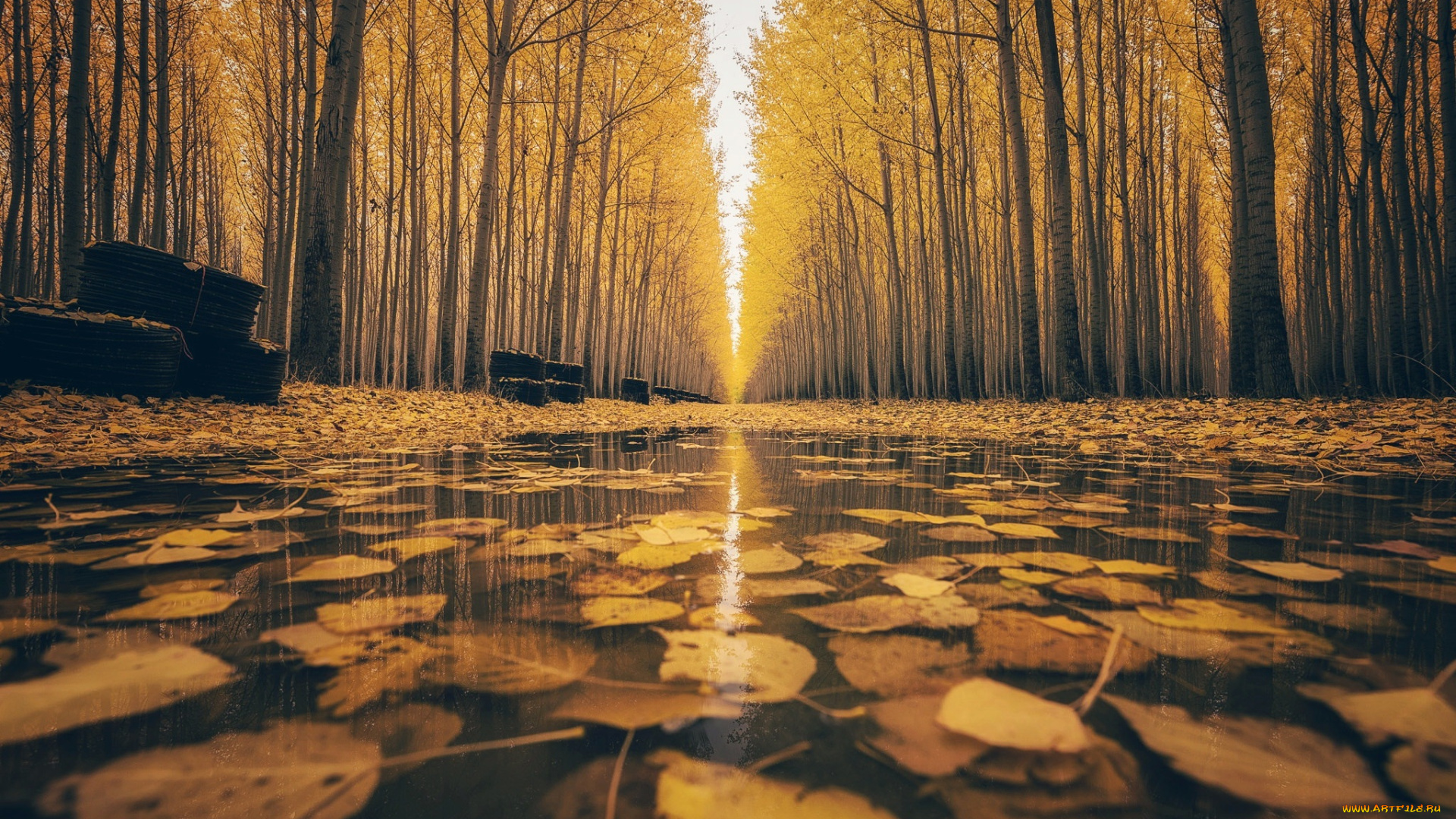 природа, парк, город, осень