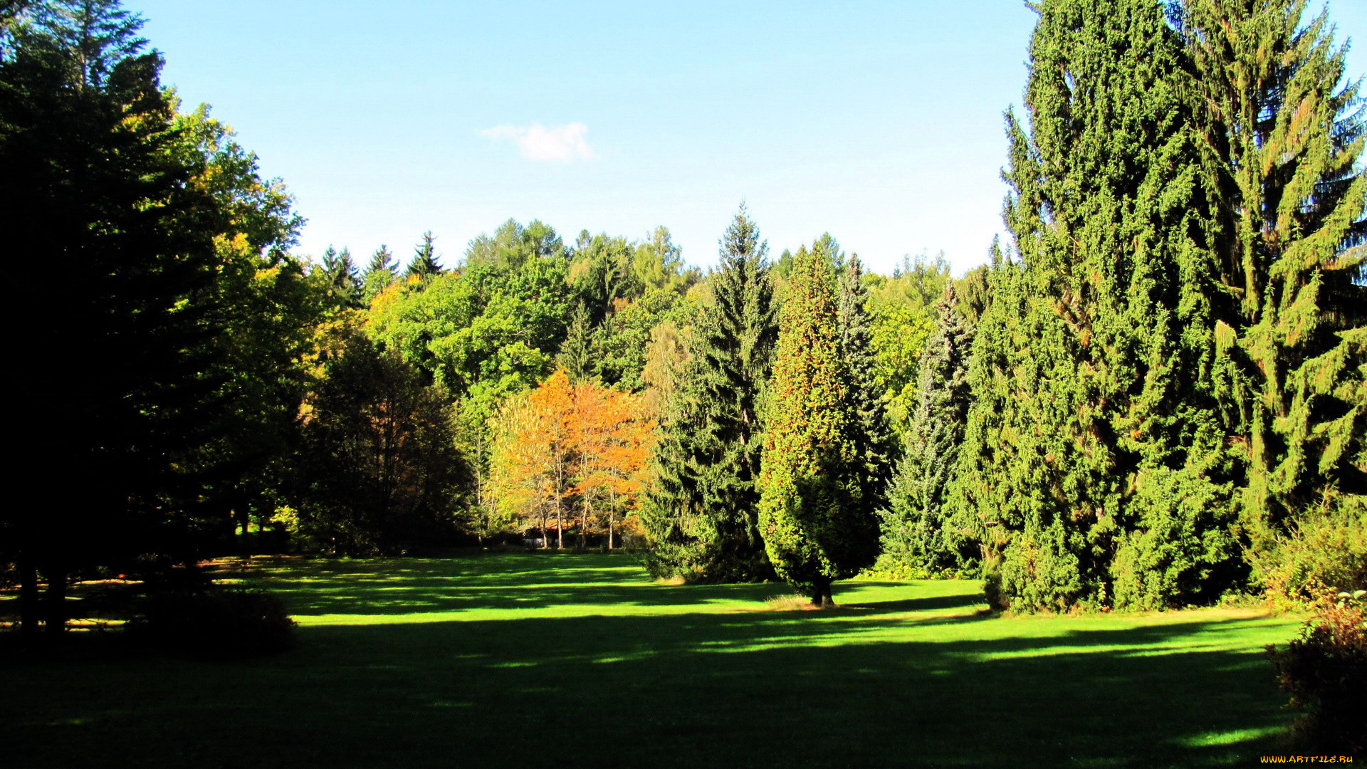 природа, парк, осень, деревья, лужайка