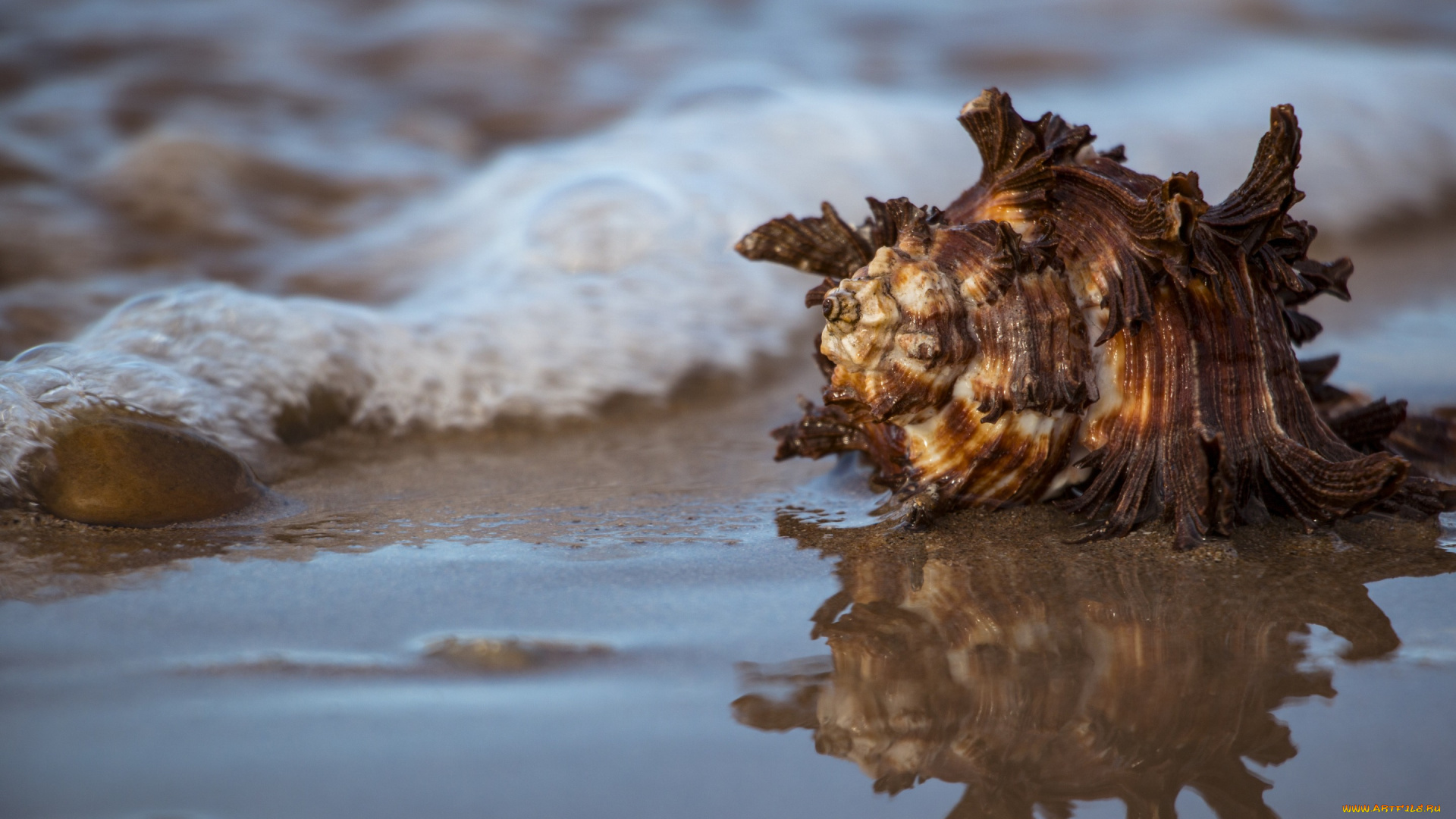 разное, ракушки, , кораллы, , декоративные, и, spa-камни, море, вода, ракушка, отражение