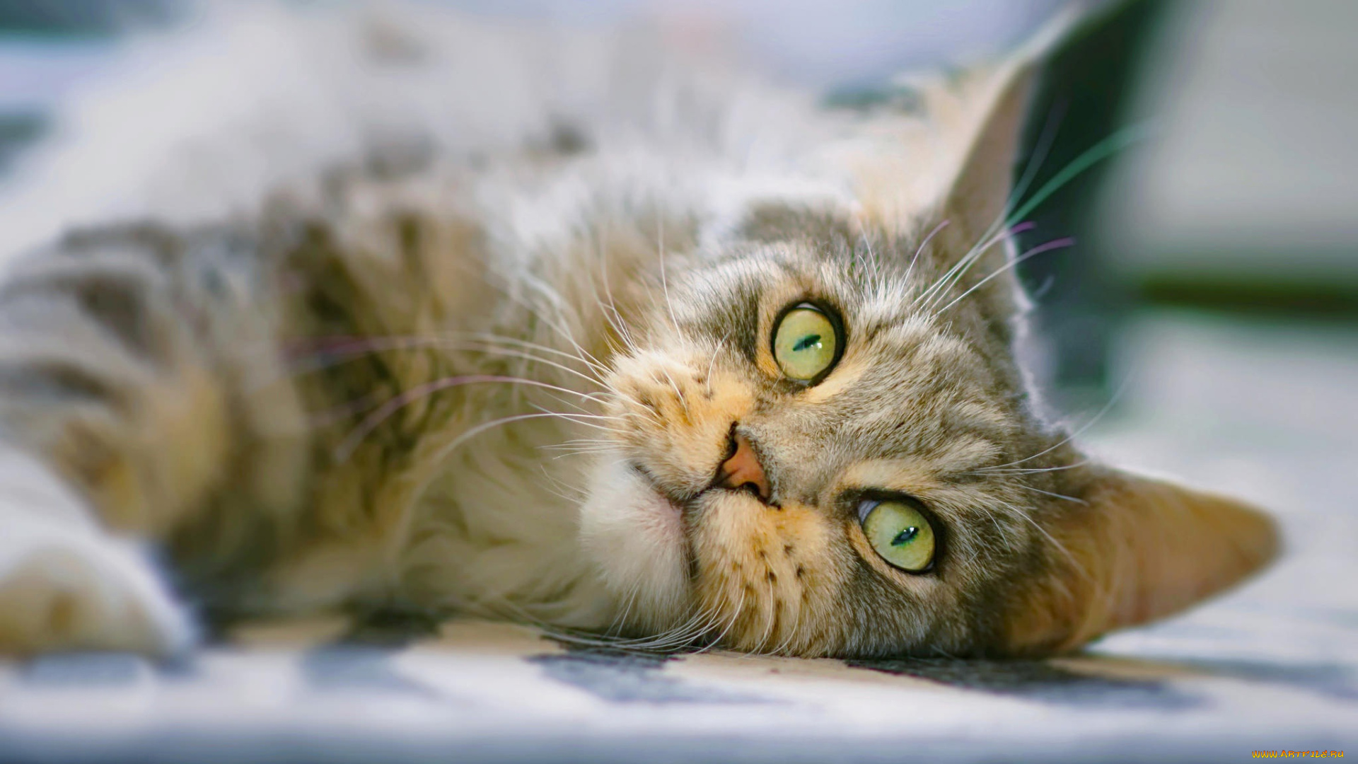 животные, коты, мордочка, взгляд, кот, кошка